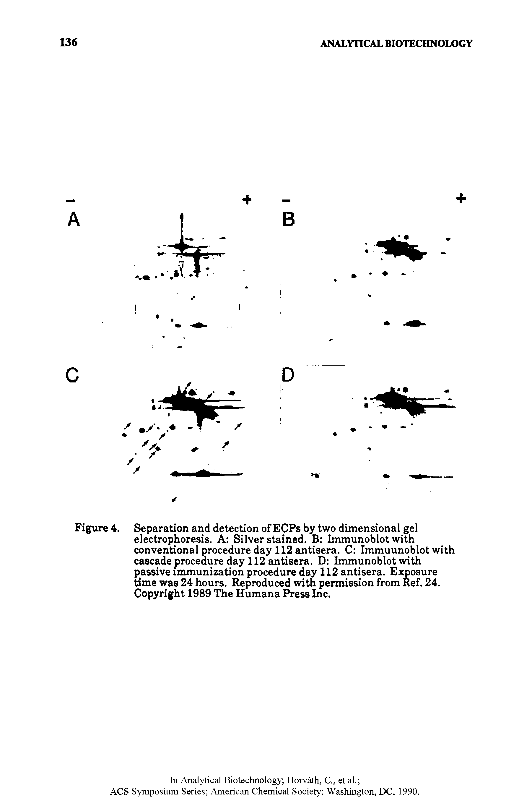 Figure 4. Separation and detection of ECPs by two dimensional gel electrophoresis. A Silver stained. B Immunoblot with conventional procedure day 112 antisera. C Immuunoblot with cascade procedure day 112 antisera. D Immunoblot with passive immunization procedure day 112 antisera. Exposure time was 24 hours. Reproduced with permission from Ref. 24. Copyright 1989 The Humana Press Inc.