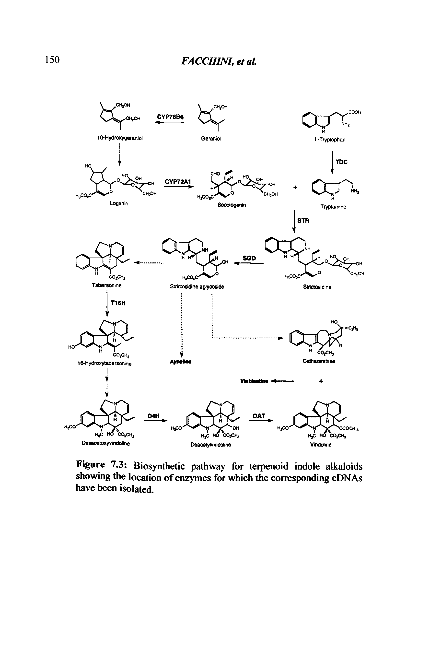 Figure 7.3 Biosynthetic pathway for terpenoid indole alkaloids showing the location of enzymes for which the corresponding cDNAs have been isolated.