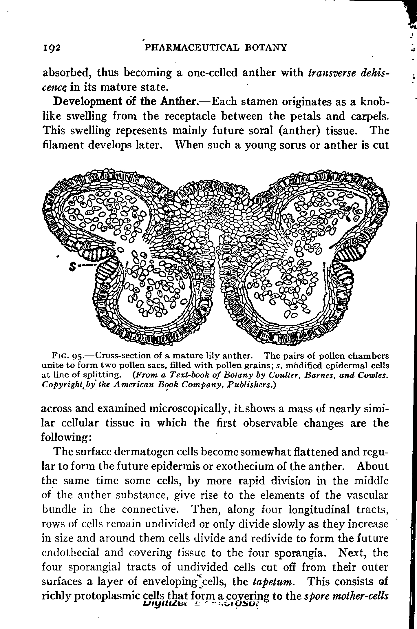 Fig. 95.—Cross-section of a mature Uly anther. The pairs of pollen chambers unite to form two pollen sacs, filled with pollen grains s, mbdified epidermal cells at line of splitting. From a Text-book of Botany by Coulter, Barnes, and Cowles. CopyrightJby the American Book Company, Publishers.)...
