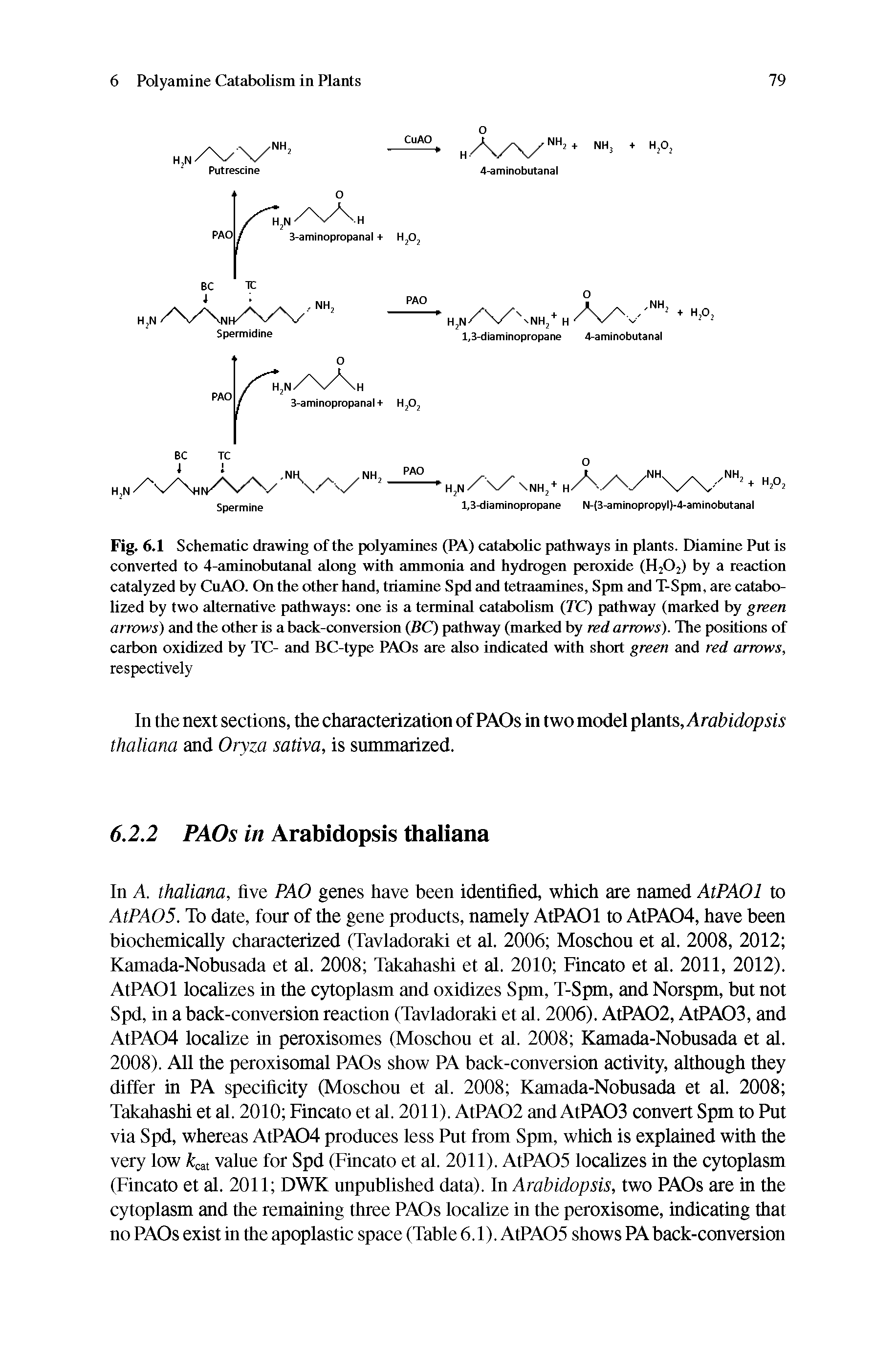 Fig. 6.1 Schematic drawing of the polyamines (PA) catabolic pathways in plants. Diamine Put is converted to 4-aminobutanal along with ammonia and hydrogen peroxide (H2O2) by a reaction catalyzed by CuAO. On the other hand, triamine Spd and tetraamines, Spm and T-Spm, are catabo-lized by two alternative pathways one is a terminal catabolism (TC) pathway (marked by green arrows) and the other is a back-conversion (BC) pathway (marked by red arrows). The positions of carbon oxidized by TC- and BC-type PAOs are also indicated with short green tmd red arrows, respectively...