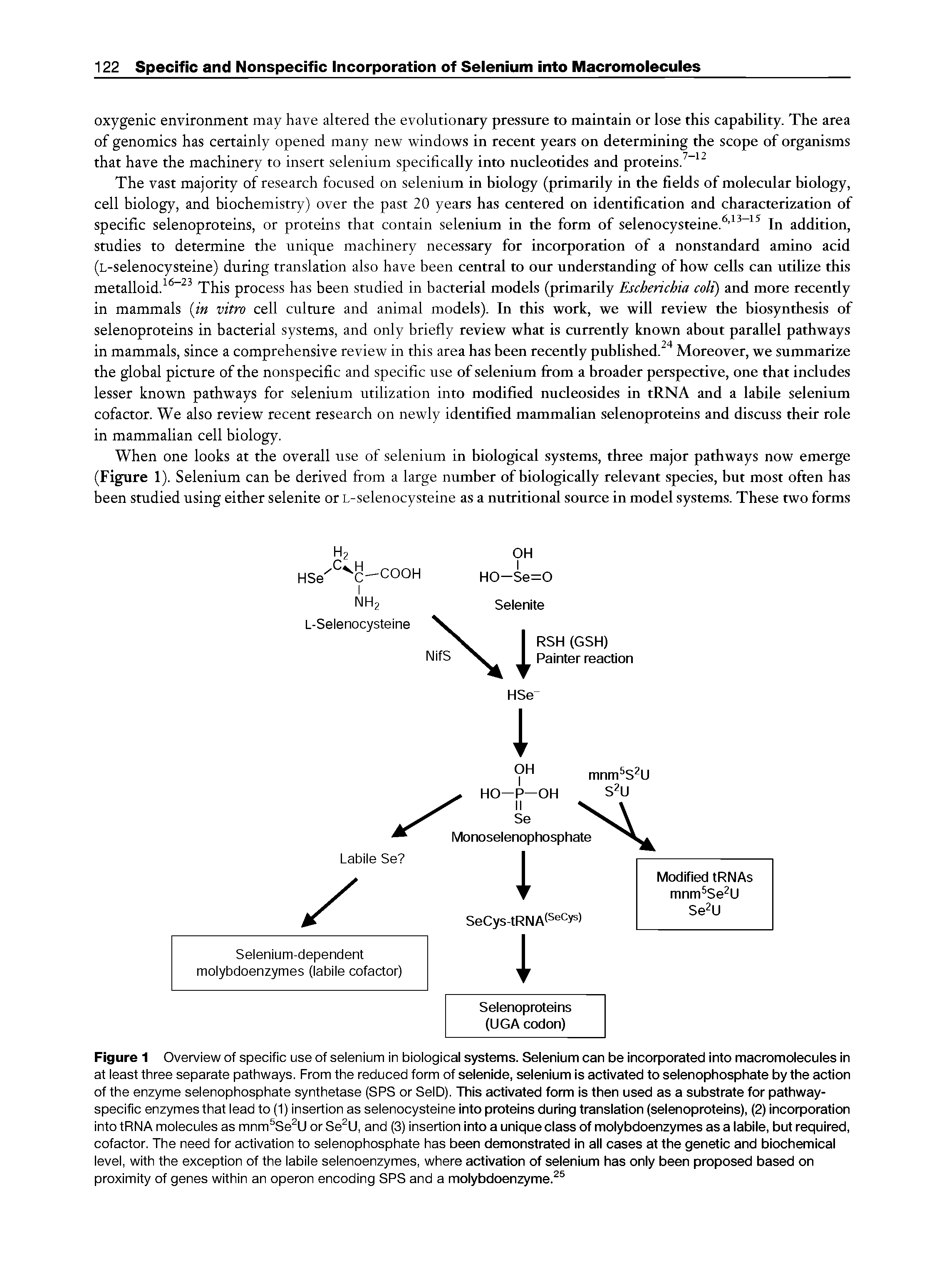 Figure 1 Overview of specific use of seienium in bioiogical systems. Selenium can be incorporated into macromolecules in at least three separate pathways. From the reduced form of selenide, selenium is activated to selenophosphate by the action of the enzyme selenophosphate synthetase (SPS or SelD). This activated form is then used as a substrate for pathway-specific enzymes that lead to (1) insertion as selenocysteine into proteins during translation (selenoproteins), (2) incorporation into tRNA molecules as mnm Se U or Se U, and (3) insertion into a unique class of molybdoenzymes as a labile, but required, cofactor. The need for activation to selenophosphate has been demonstrated in all cases at the genetic and biochemical level, with the exception of the labile selenoenzymes, where activation of selenium has only been proposed based on proximity of genes within an operon encoding SPS and a molybdoenzyme. ...