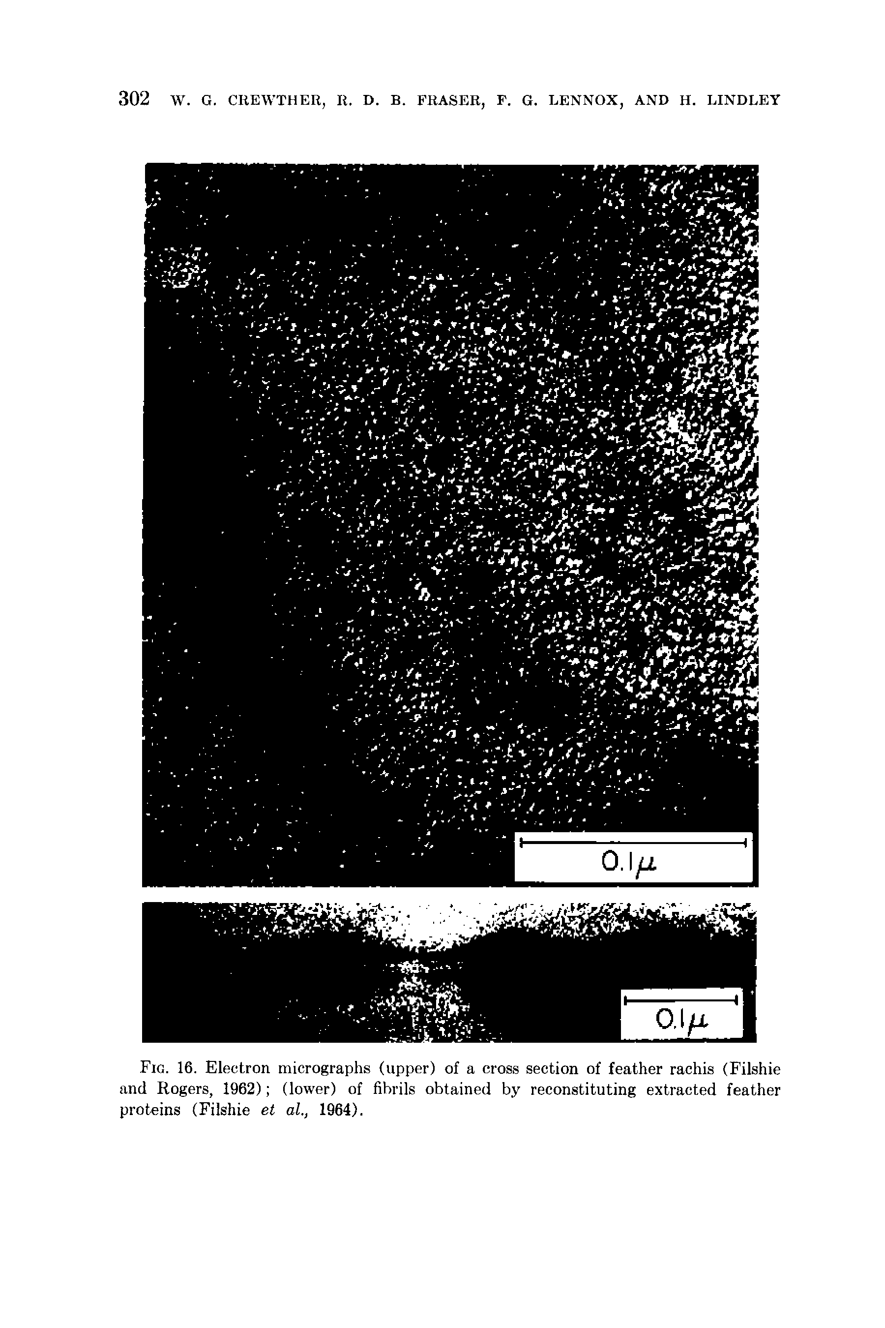 Fig. 16. Electron micrographs (upper) of a cross section of feather rachis (Filshie and Rogers, 1962) (lower) of fibrils obtained by reconstituting extracted feather proteins (Filshie et al., 1964).