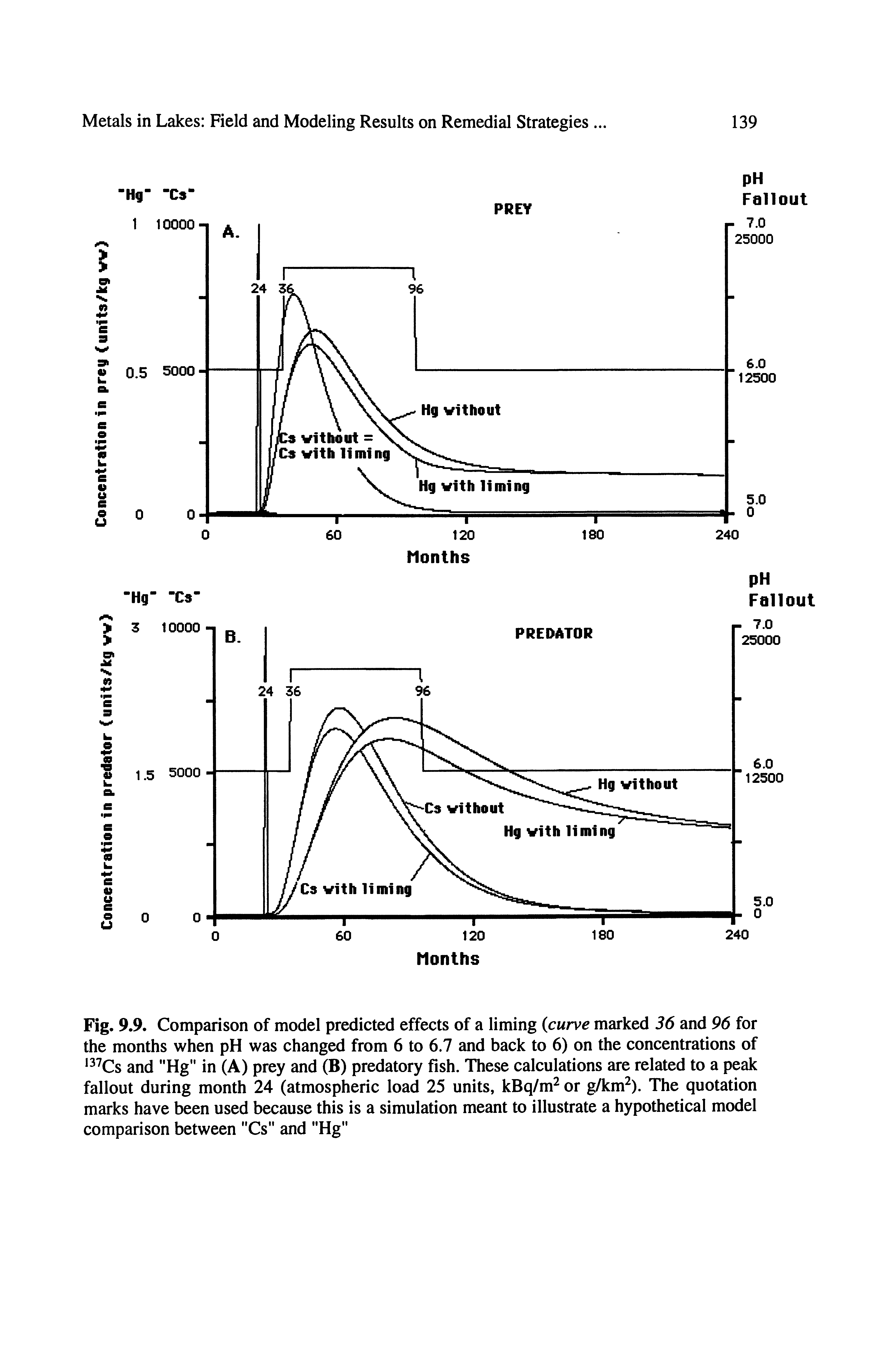 Fig. 9.9. Comparison of model predicted effects of a liming (curve marked 36 and 96 for the months when pH was changed from 6 to 6.7 and back to 6) on the concentrations of 3 Cs and "Hg" in (A) prey and (B) predatory fish. These calculations are related to a peak fallout during month 24 (atmospheric load 25 units, kBq/m or g/km ). The quotation marks have been used because this is a simulation meant to illustrate a hypothetical model comparison between "Cs" and "Hg"...