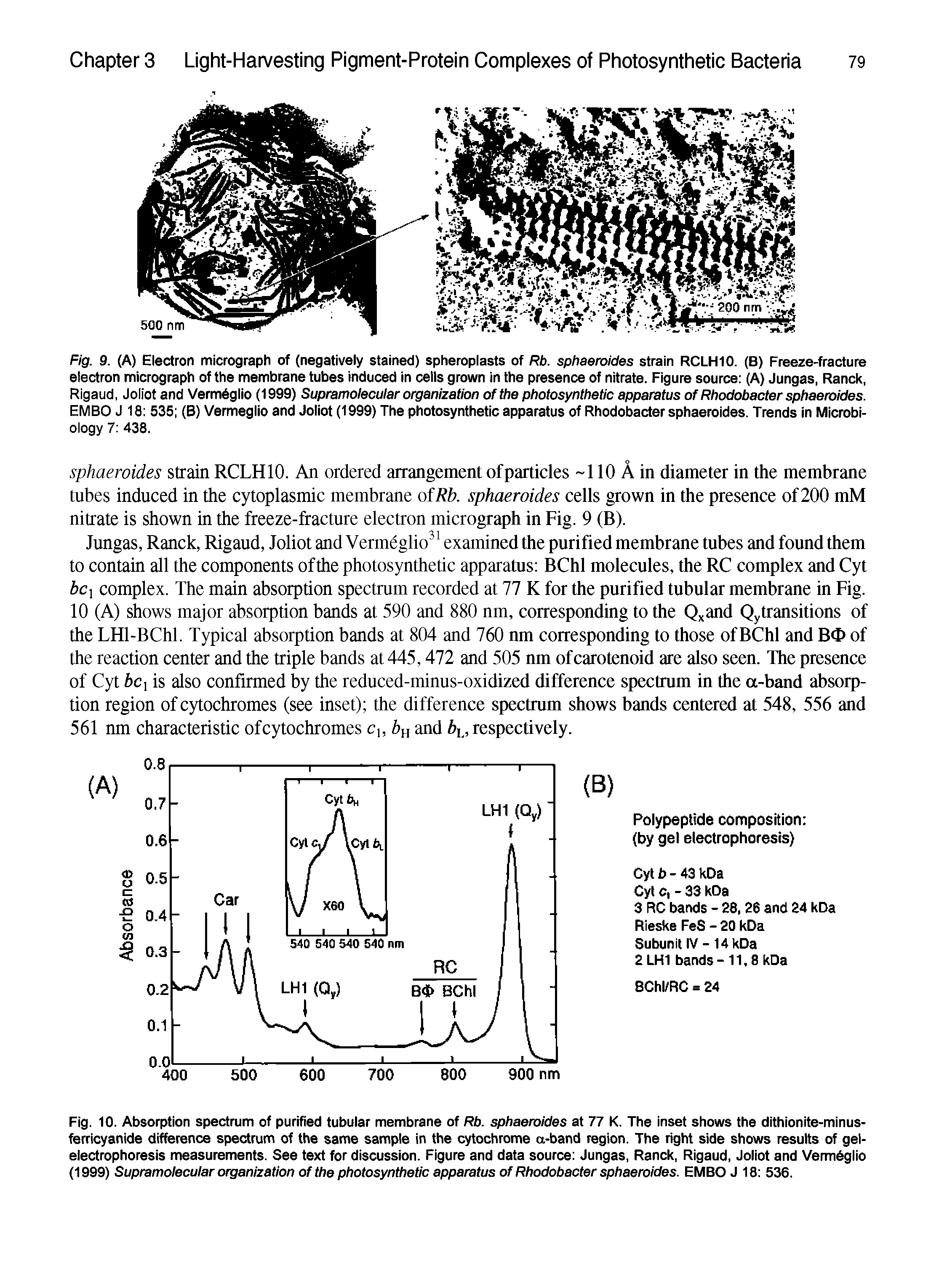 Fig. 10. Absorption spectrum of purified tubular membrane of Rb. sphaeroides at 77 K. The inset shows the dithionite-minus-ferricyanide difference spectrum of the same sample in the cytochrome a-band region. The right side shows results of gel-electrophoresis measurements. See text for discussion. Figure and data source Jungas, Ranck, Rigaud, Joliot and Vermdglio (1999) Supramoiecular organization of the photosynthetic apparatus of Rhodobacter sphaeroides. EMBO J 18 536.