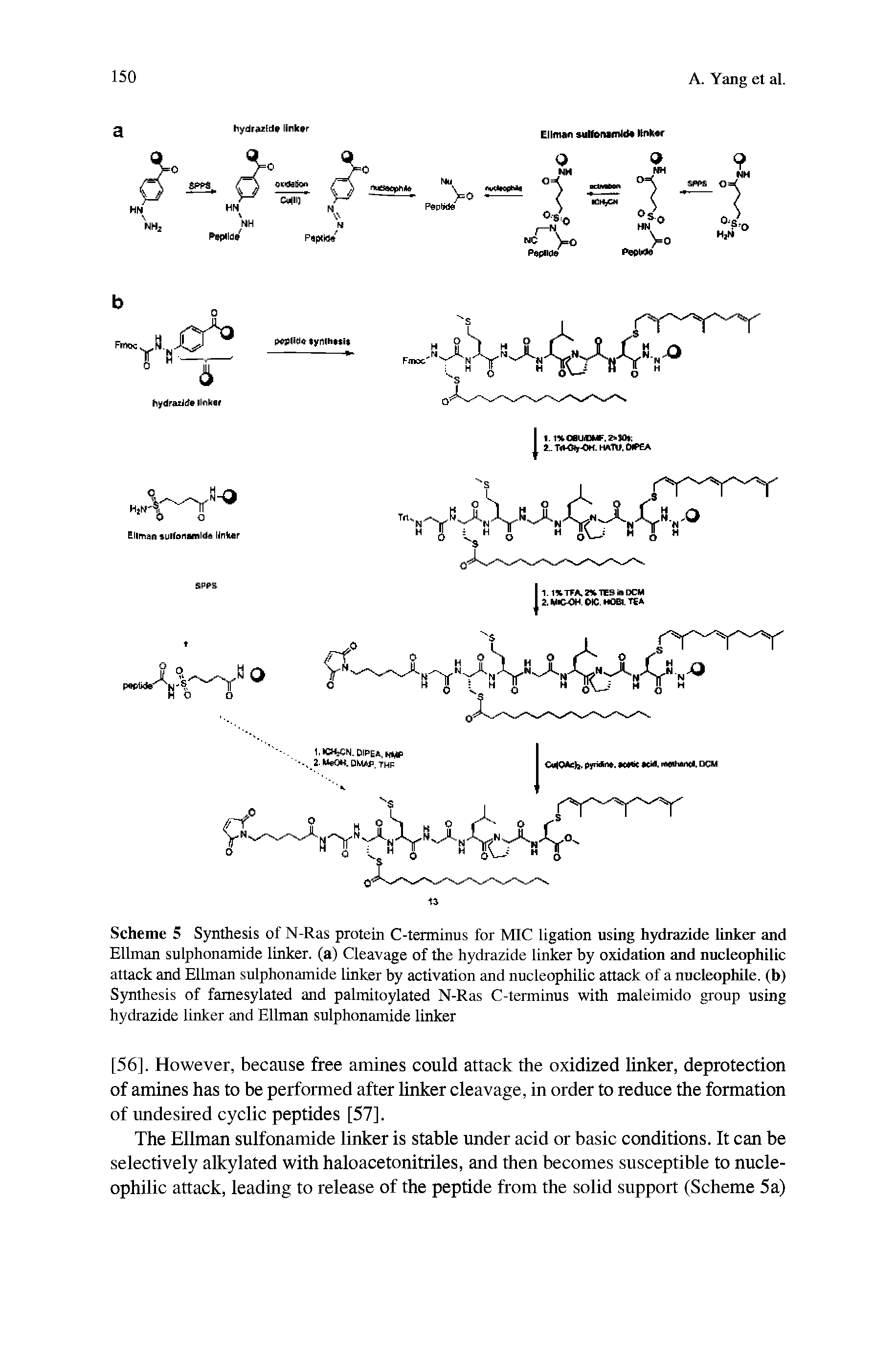 Scheme 5 Synthesis of N-Ras protein C-terminus for MIC ligation using hydiazide linker and Elhnan sulphonamide linker, (a) Cleavage of the hydrazide linker by oxidation and nucleophilic attack and Elhnan sulphonamide linker by activation and nucleophilic attack of a nucleophile, (b) Synthesis of famesylated and pahnitoylated N-Ras C-terminus with maleimido group using hydrazide linker and Ellman sulphonamide linker...