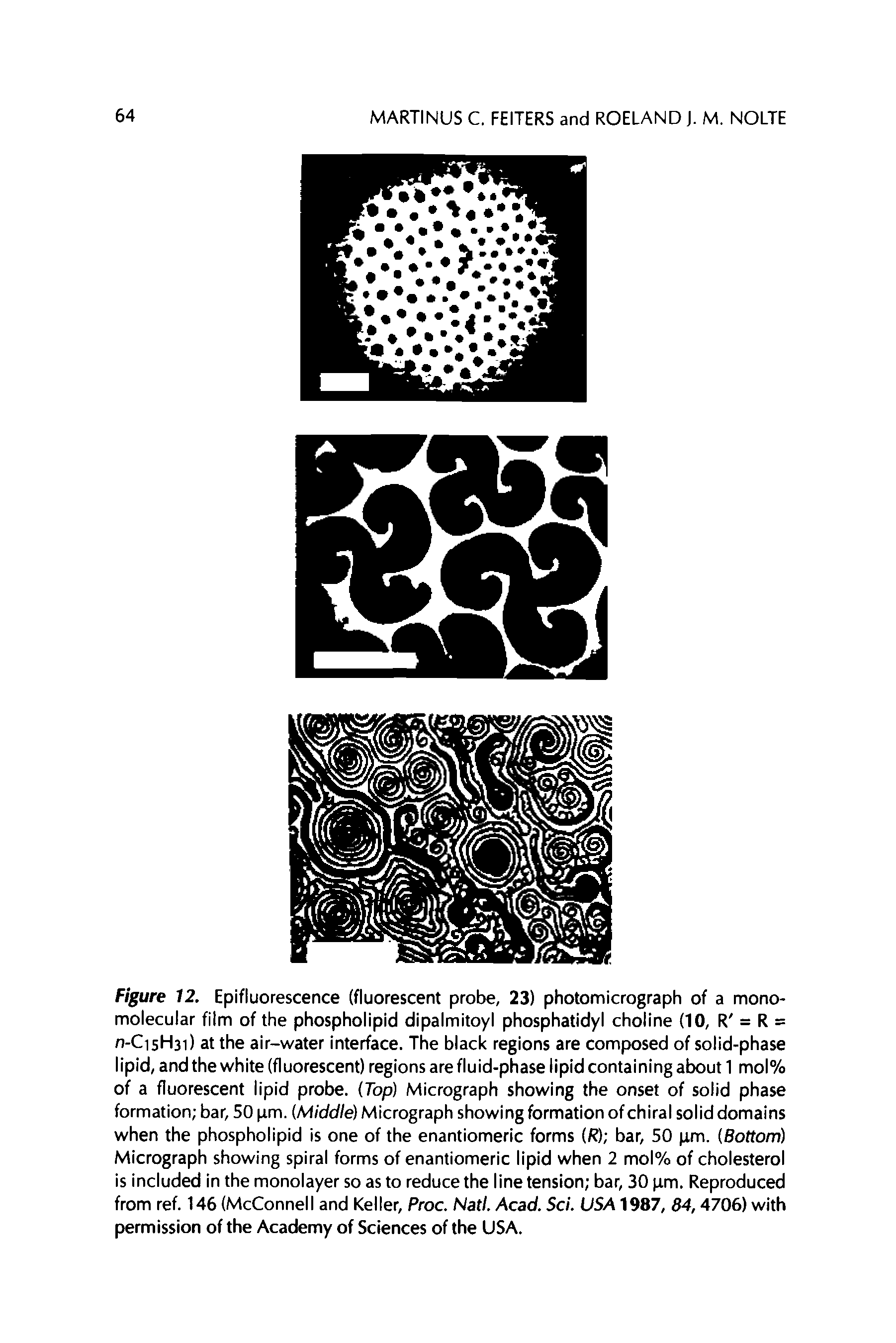 Figure 12. Epifluorescence (fluorescent probe, 23) photomicrograph of a mono-molecular film of the phospholipid dipalmitoyl phosphatidyl choline (10, R = R = n-CisHsi) at the air-water interface. The black regions are composed of solid-phase lipid, and the white (fluorescent) regions are fluid-phase lipid containing about 1 mol% of a fluorescent lipid probe. (Top) Micrograph showing the onset of solid phase formation bar, 50 pm. Middle) Micrograph showing formation of chiral solid domains when the phospholipid is one of the enantiomeric forms (R) bar, 50 pm. Bottom) Micrograph showing spiral forms of enantiomeric lipid when 2 mol% of cholesterol is included in the monolayer so as to reduce the line tension bar, 30 pm. Reproduced from ref. 146 (McConnell and Keller, Proc. Natl. Acad. Sci. USA 1987, 84,4706) with permission of the Academy of Sciences of the USA.