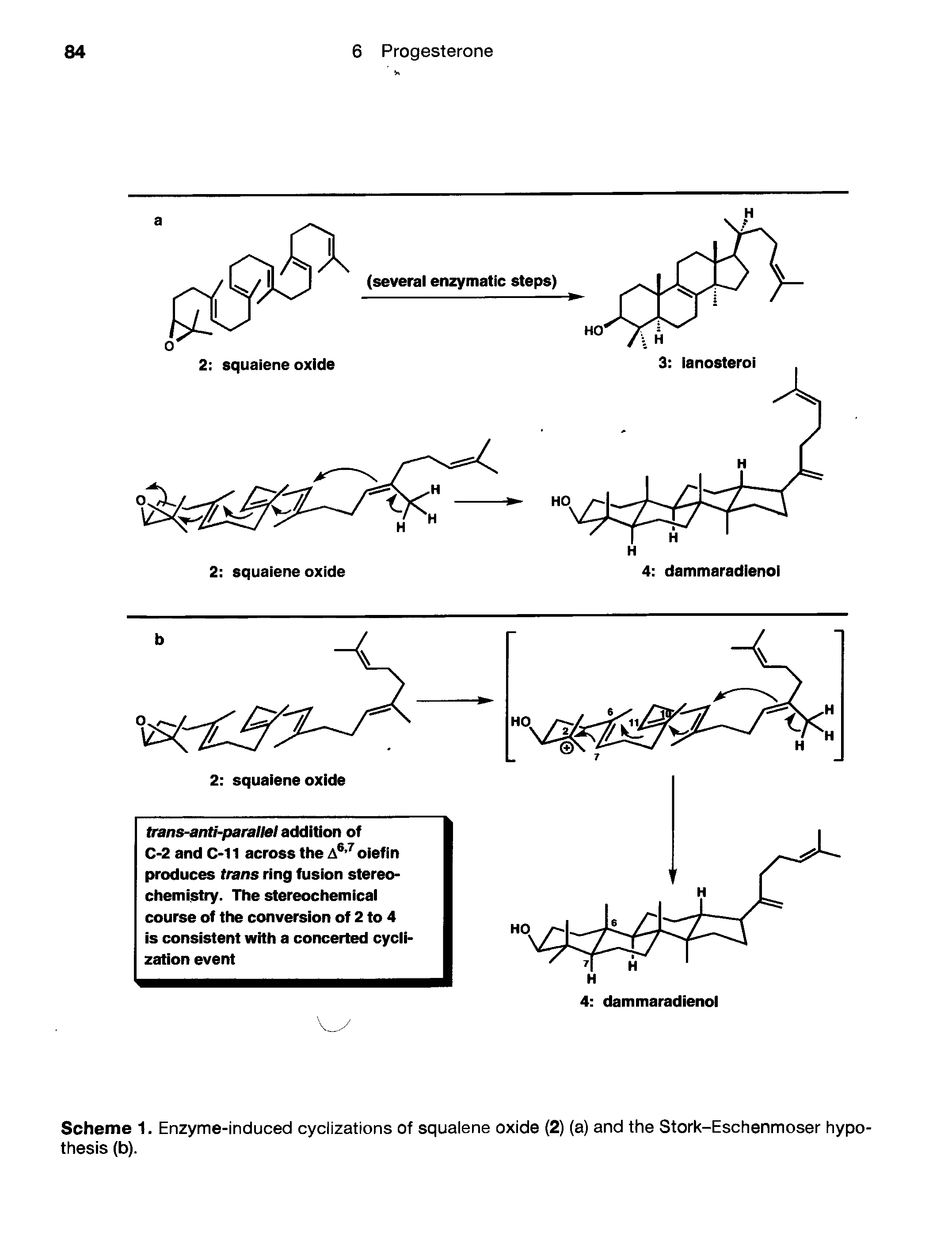Scheme 1, Enzyme-induced cyclizations of squalene oxide (2) (a) and the Stork-Eschenmoser hypothesis (b).