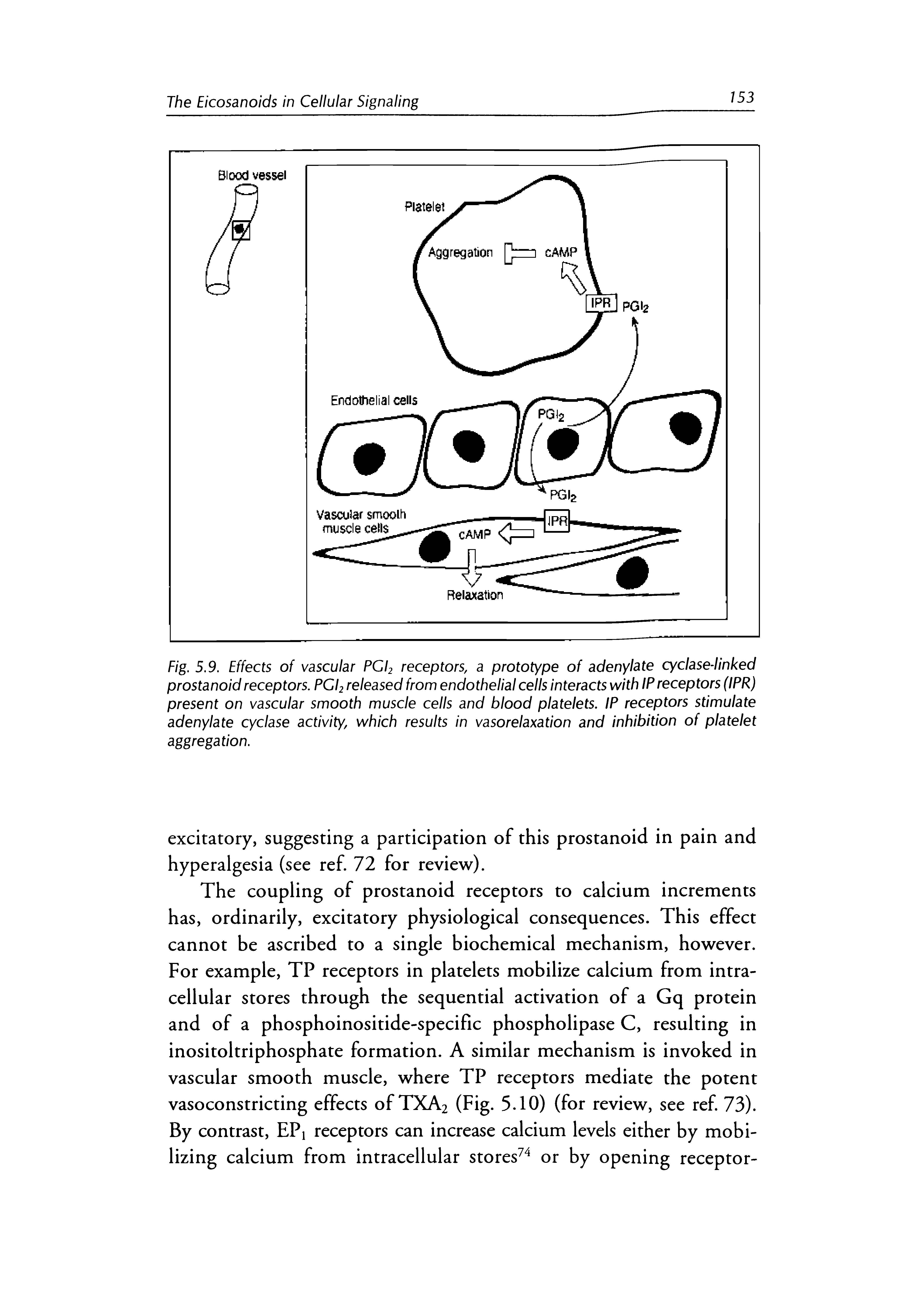 Fig. 5.9. Effects of vascular PGI2 receptors, a prototype of adenylate cyclase-linked prostanoid receptors. PGI2 released from endothelial cells interacts with IP receptors (IPR) present on vascular smooth muscle cells and blood platelets. IP receptors stimulate adenylate cyclase activity, which results in vasorelaxation and inhibition of platelet aggregation.