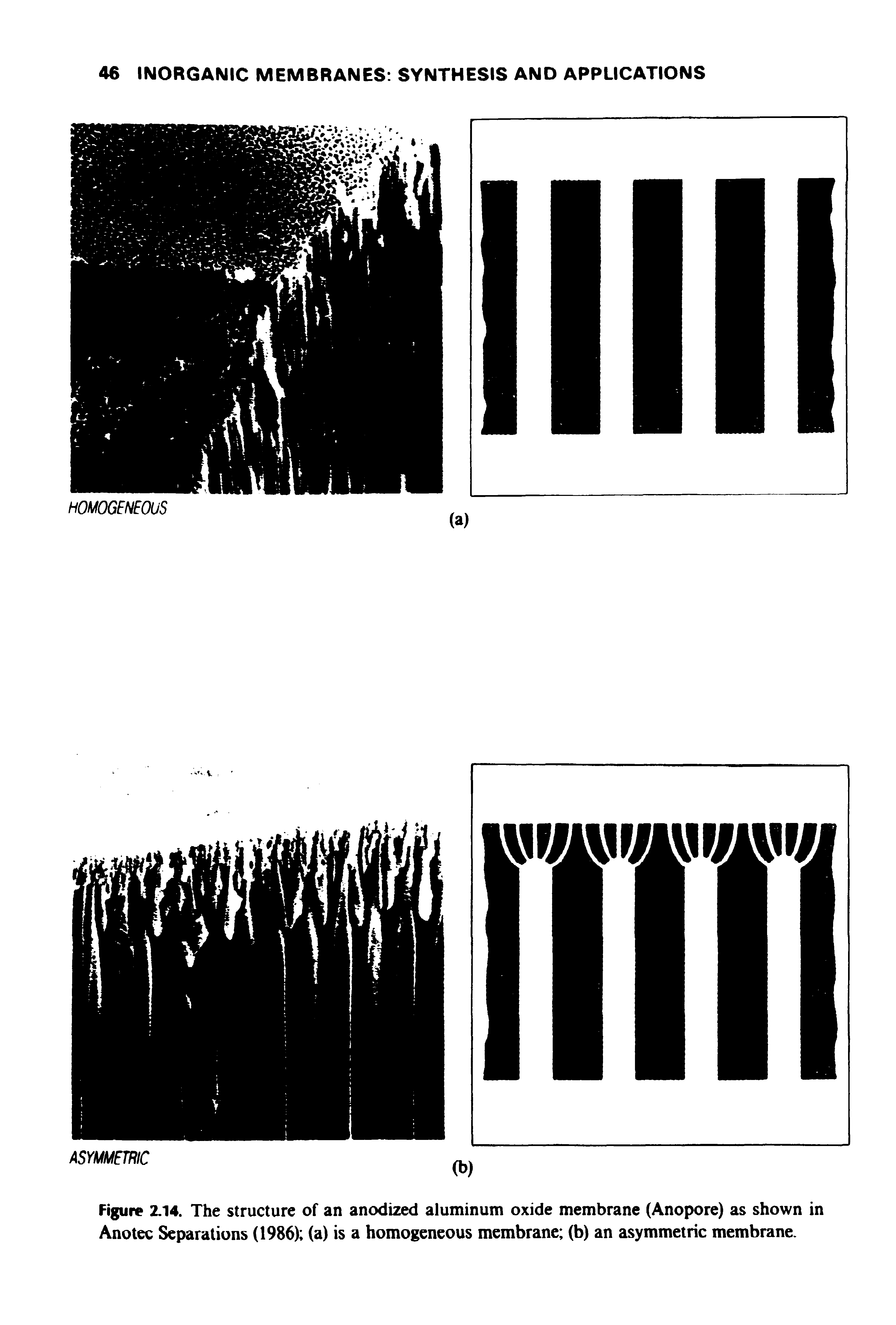 Figure 2.14. The structure of an anodized aluminum oxide membrane (Anopore) as shown in Anotec Separations (1986) (a) is a homogeneous membrane (b) an asymmetric membrane.