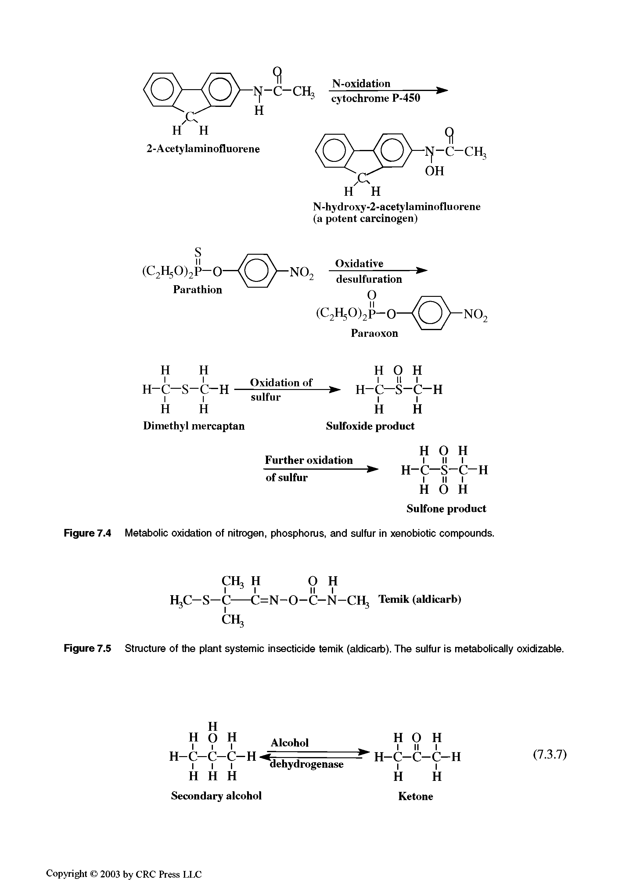 Figure 7.4 Metabolic oxidation of nitrogen, phosphorus, and sulfur in xenobiotic compounds.