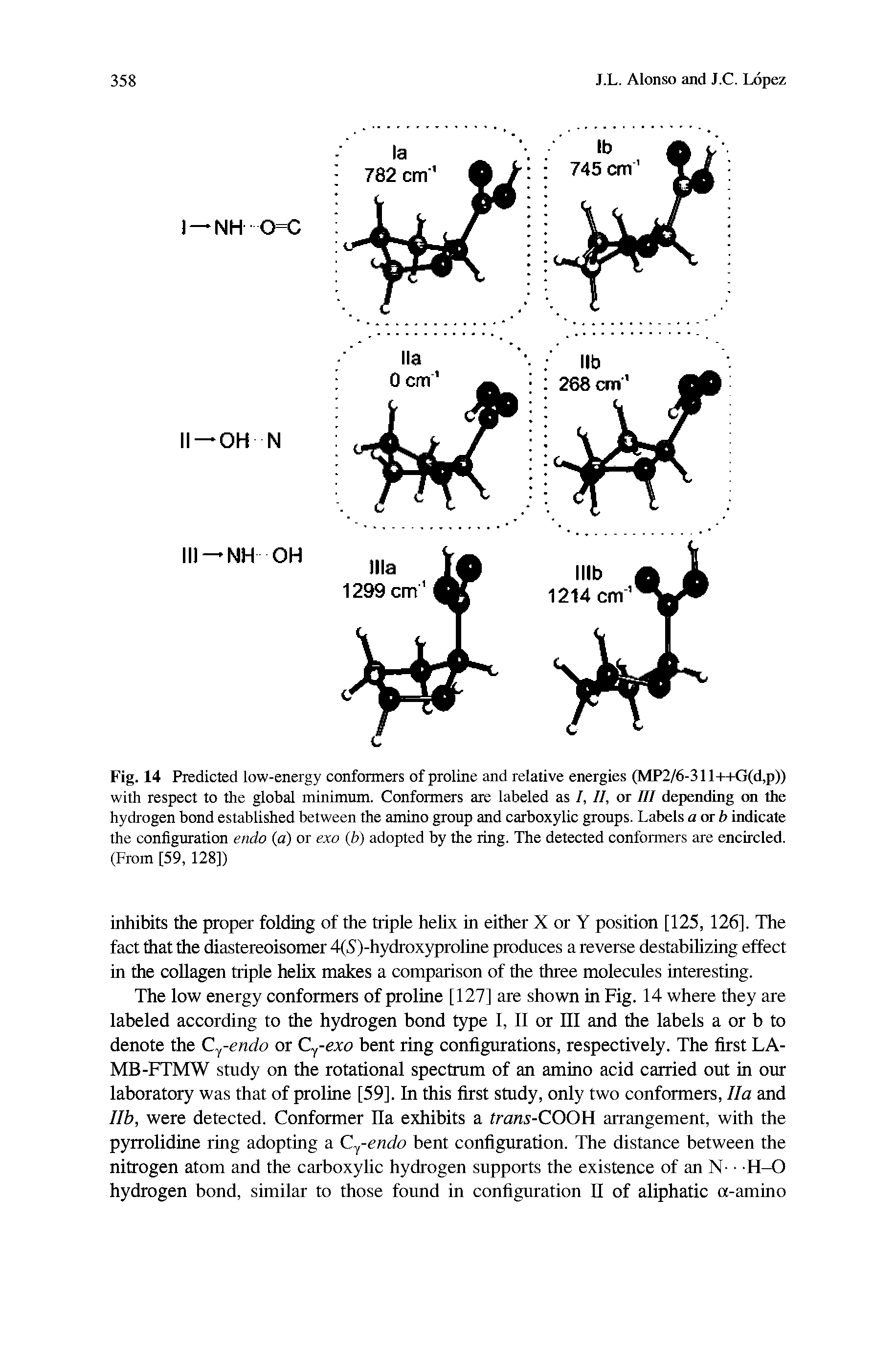 Fig. 14 Predicted low-energy conformers of proline and relative energies (MP2/6-311-H-G(d,p)) with respect to the global minimum. Conformers ate labeled as I, II, or III depending on the hydrogen bond established between the amino group and carboxylic groups. Labels aotb indicate the configuration endo (a) or exo (h) adopted by the ring. The detected conformers are encircled. (From [59, 128])...