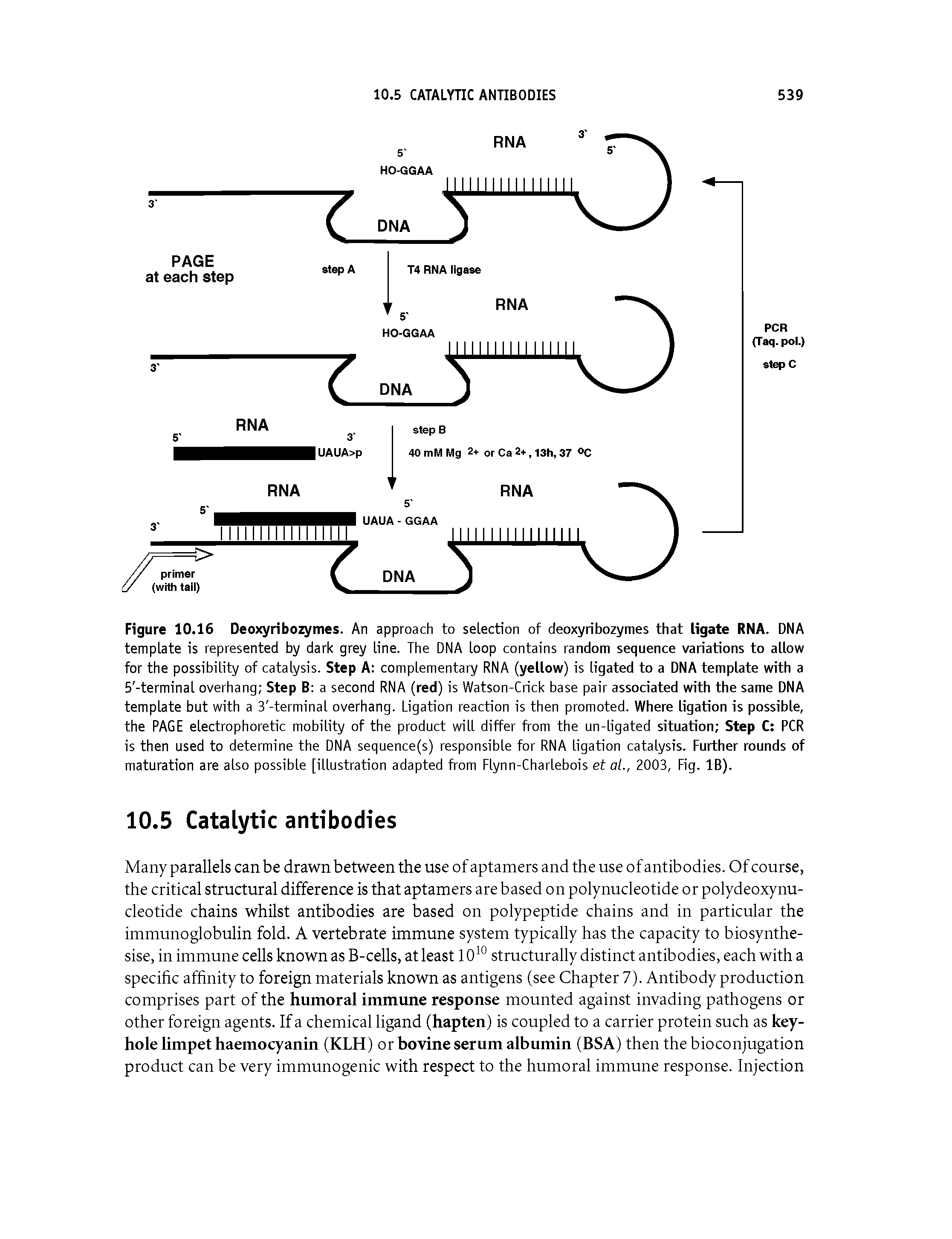 Figure 10.16 Deoxyribozymes. An approach to selection of deoxyribozymes that ligate RNA. DNA template is represented by dark grey line. The DNA loop contains random sequence variations to allow for the possibility of catalysis. Step A complementary RNA (yellow) is ligated to a DNA template with a 5 -terminal overhang Step B a second RNA (red) is Watson-Crick base pair associated with the same DNA template but with a 3 -terminal overhang. Ligation reaction is then promoted. Where ligation is possible, the PAGE electrophoretic mobility of the product will differ from the un-ligated situation Step C PCR is then used to determine the DNA sequence(s) responsible for RNA ligation catalysis. Further rounds of maturation are also possible [illustration adapted from Flynn-Charlebois et al., 2003, Fig. IB).