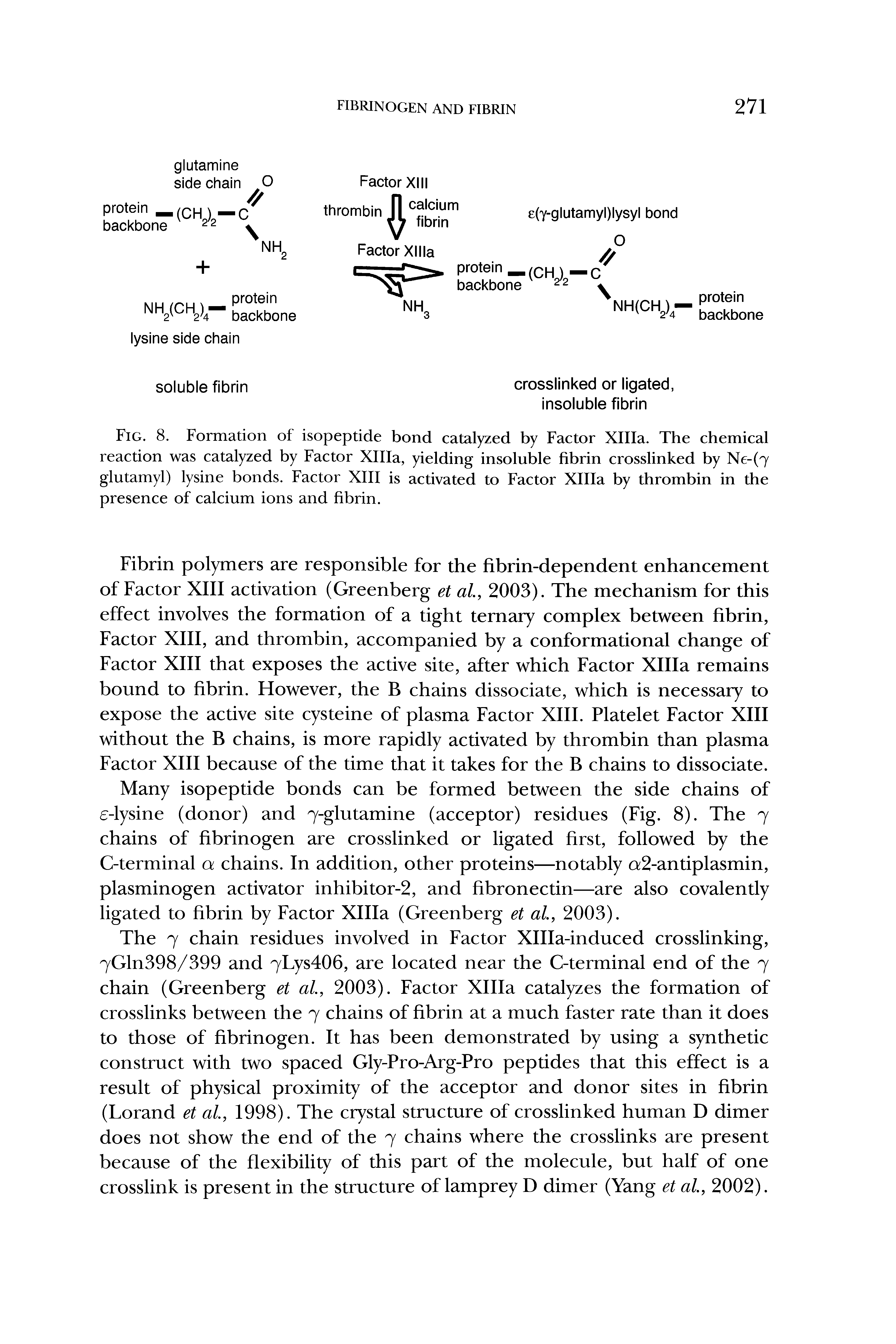Fig. 8. Formation of isopeptide bond catalyzed by Factor XHIa. The chemical reaction was catalyzed by Factor XHIa, yielding insoluble fibrin crosslinked by Ne-(7 glutamyl) lysine bonds. Factor XIII is activated to Factor XHIa by thrombin in the presence of calcium ions and fibrin.