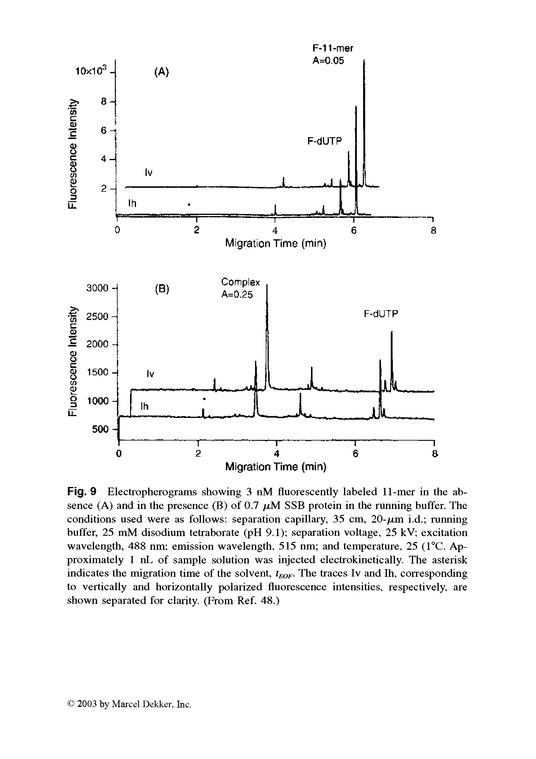 Fig. 9 Electropherograms showing 3 nM fluorescently labeled 11-mer in the absence (A) and in the presence (B) of 0.7 /j,M SSB protein in the running buffer. The conditions used were as follows separation capillary, 35 cm, 20-/xm i.d. running buffer, 25 mM disodium tetraborate (pH 9.1) separation voltage, 25 kV excitation wavelength, 488 nm emission wavelength, 515 nm and temperature, 25 (1°C. Approximately 1 nL of sample solution was injected electrokinetically. The asterisk indicates the migration time of the solvent, The traces Iv and Ih, corresponding to vertically and horizontally polarized fluorescence intensities, respectively, are shown separated for clarity. (From Ref. 48.)...