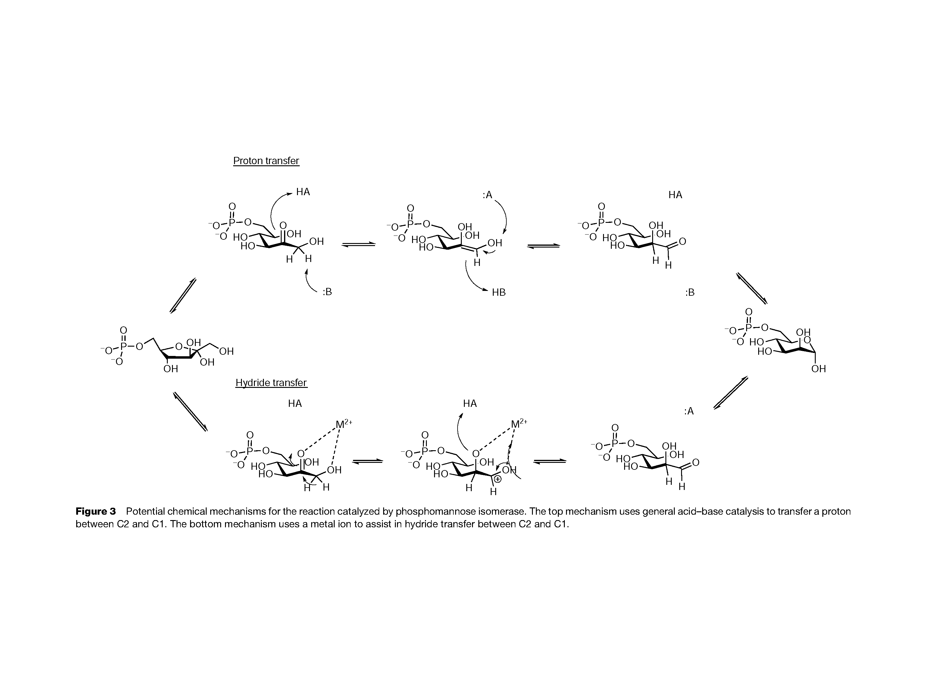 Figure 3 Potential chemical mechanisms for the reaction catalyzed by phosphomannose isomerase. The top mechanism uses general acid-base catalysis to transfer a proton between C2 and C1. The bottom mechanism uses a metal ion to assist in hydride transfer between C2 and C1.