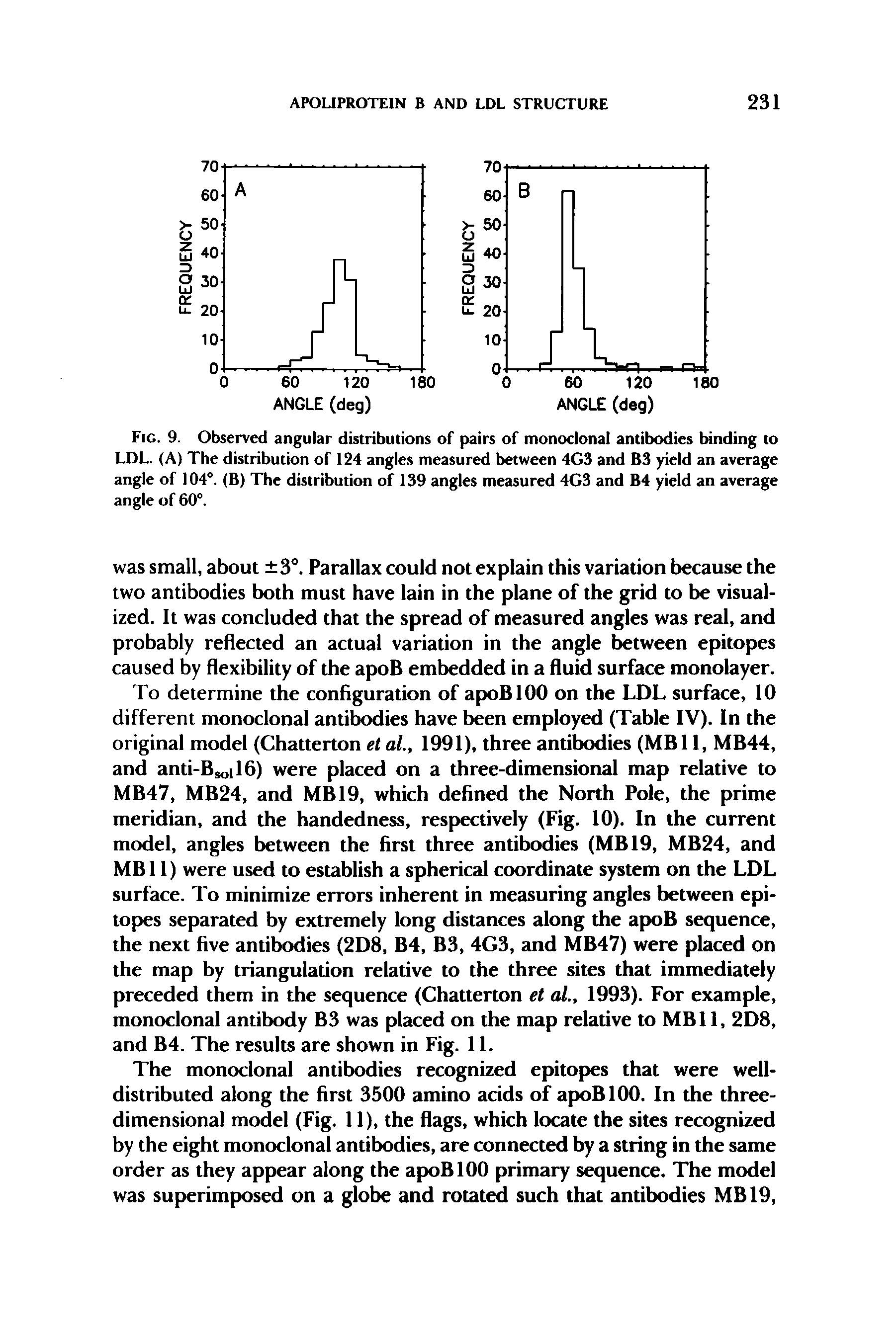 Fig. 9. Observed angular distributions of pairs of monoclonal antibodies binding to LDL. (A) The distribution of 124 angles measured between 4G3 and B3 yield an average angle of 104°. (B) The distribution of 139 angles measured 4G3 and B4 yield an average angle of 60°.