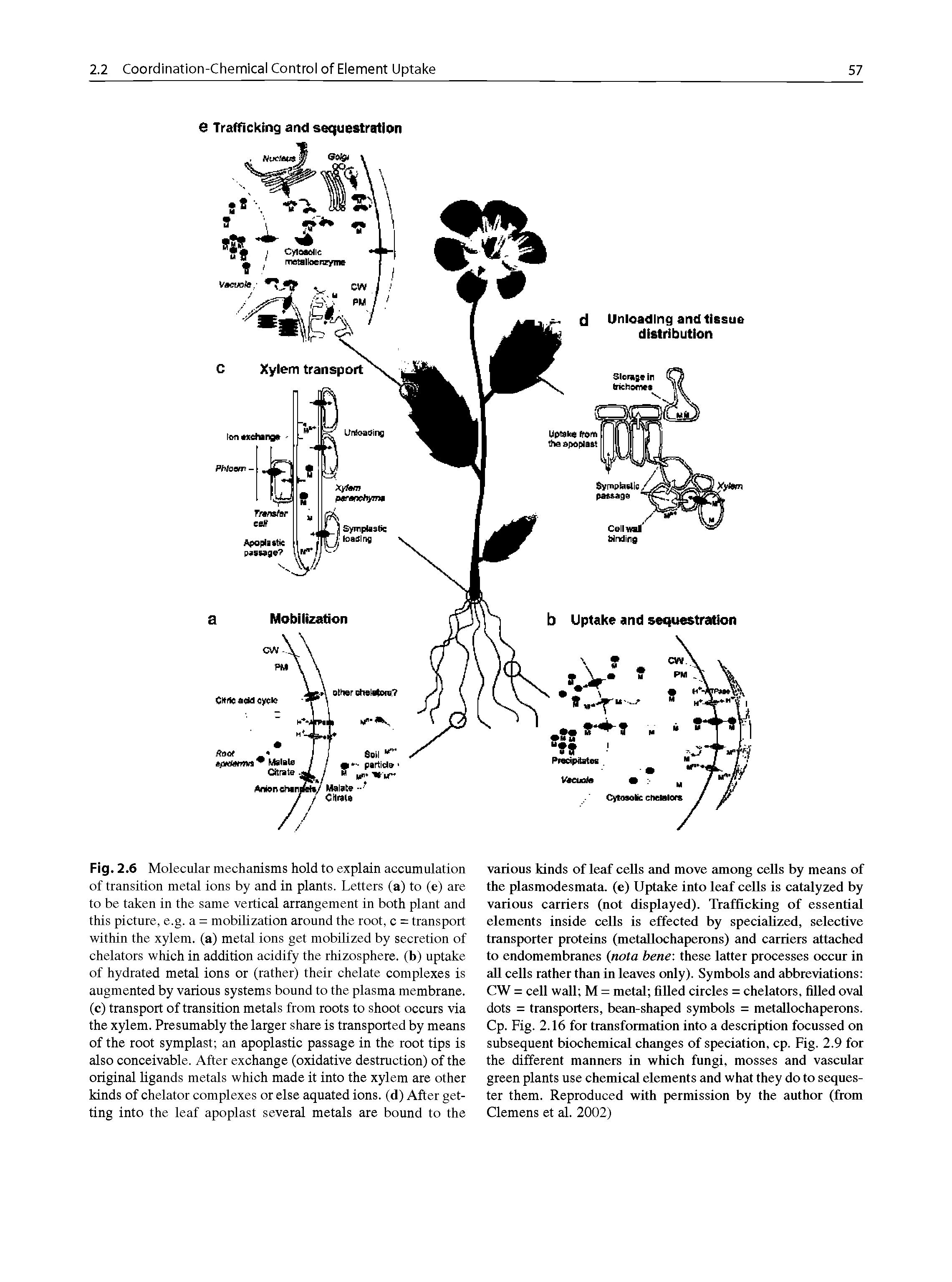 Fig. 2.6 Molecular mechanisms hold to explain accumulation of transition metal ions by and in plants. Letters (a) to (e) are to be taken in the same vertical arrangement in both plant and this picture, e.g. a = mobilization around the root, c = transport within the xylem. (a) metal ions get mobilized by secretion of chelators which in addition acidify the rhizosphere. (b) uptake of hydrated metal ions or (rather) their chelate complexes is augmented by various systems bound to the plasma membrane, (c) transport of transition metals from roots to shoot occurs via the xylem. Presumably the larger share is transported by means of the root symplast an apoplastic passage in the root tips is also conceivable. After exchange (oxidative destruction) of the original ligands metals which made it into the xylem are other kinds of chelator complexes or else aquated ions, (d) After getting into the leaf apoplast several metals are bound to the...