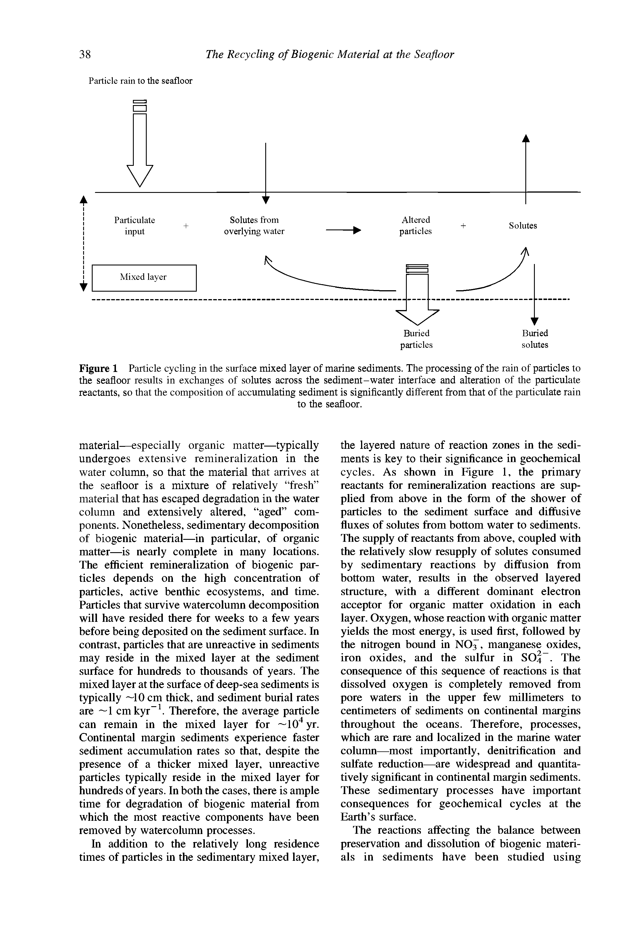Figure 1 Particle cycling in the surface mixed layer of marine sediments. The processing of the rain of particles to the seafloor results in exchanges of solutes across the sediment-water interface and alteration of the particulate reactants, so that the composition of accumulating sediment is signiflcantly different from that of the particulate rain...