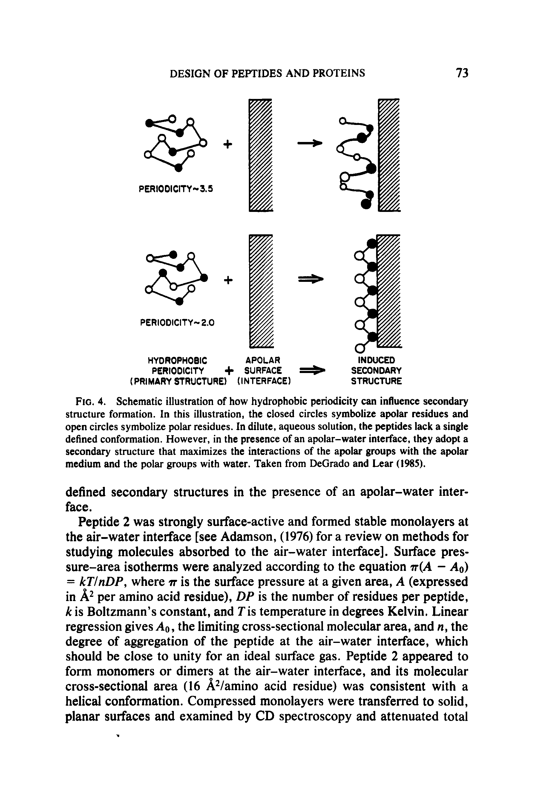 Fig. 4. Schematic illustration of how hydrophobic periodicity can influence secondary structure formation. In this illustration, the closed circles symbolize apolar residues and open circles symbolize polar residues. In dilute, aqueous solution, the peptides lack a single defined conformation. However, in the presence of an apolar-water interface, they adopt a secondary structure that maximizes the interactions of the apolar groups with the apolar medium and the polar groups with water. Taken from DeGrado and Lear (1985).