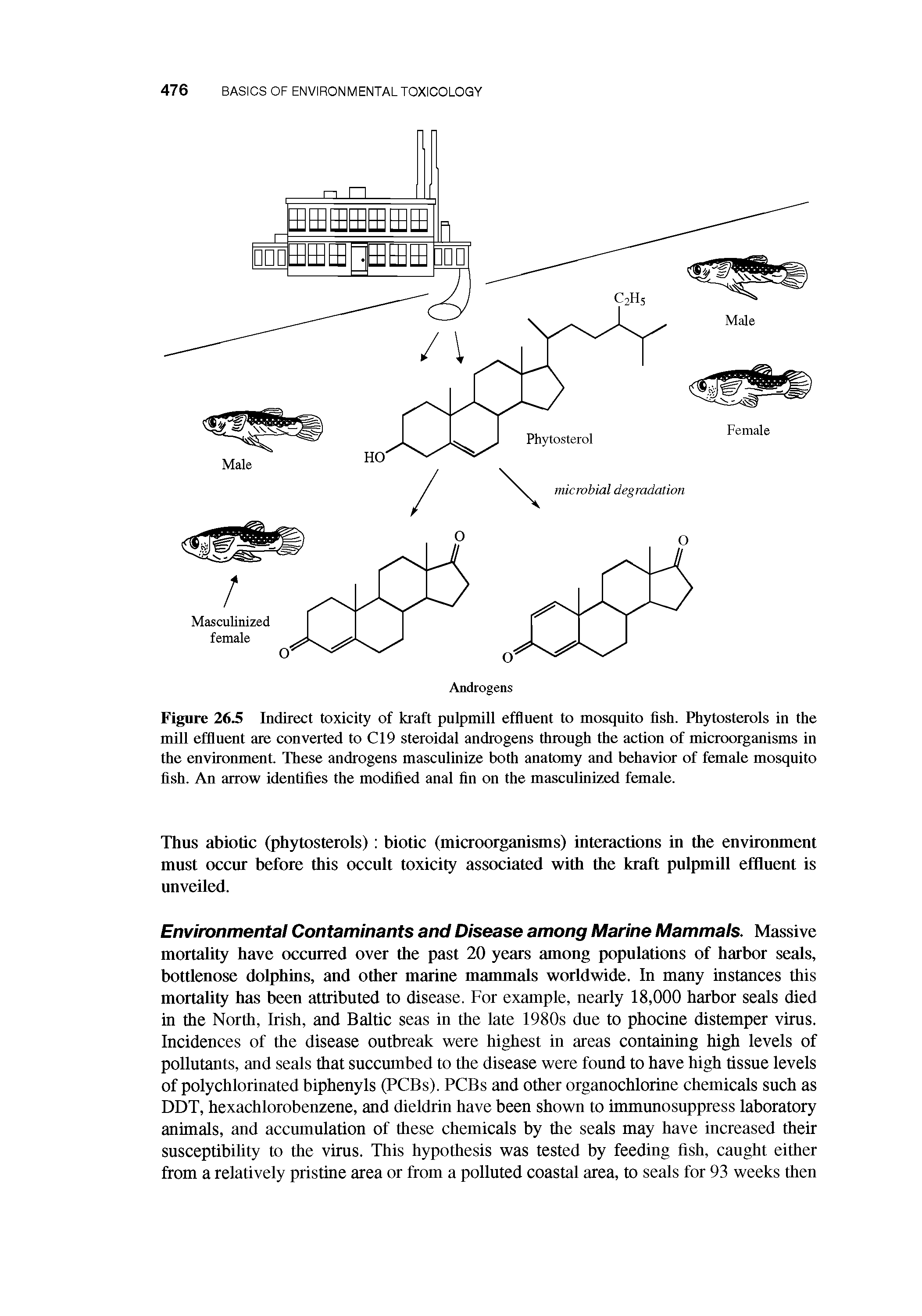 Figure 26.5 Indirect toxicity of kraft pulpmill effluent to mosquito fish. Phytosterols in the mill effluent are converted to C19 steroidal androgens through the action of microorganisms in the environment. These androgens masculinize both anatomy and behavior of female mosquito fish. An arrow identifies the modified anal fln on the masculinized female.