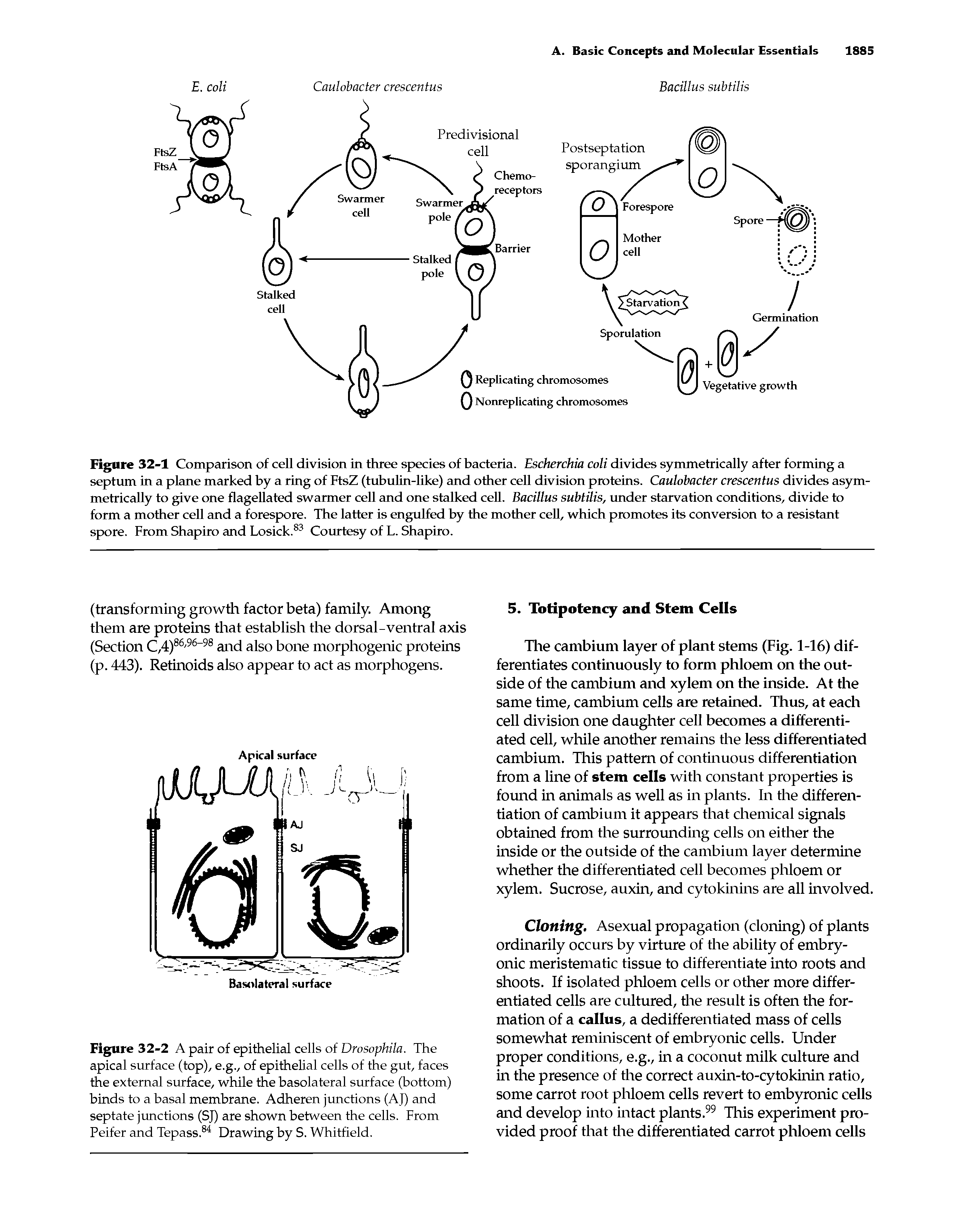 Figure 32-1 Comparison of cell division in three species of bacteria. Escherchia coli divides symmetrically after forming a septum in a plane marked by a ring of FtsZ (tubulin-like) and other cell division proteins. Caulobacter crescentus divides asymmetrically to give one flagellated swarmer cell and one stalked cell. Bacillus subtilis, under starvation conditions, divide to form a mother cell and a forespore. The latter is engulfed by the mother cell, which promotes its conversion to a resistant spore. From Shapiro and Losick.83 Courtesy of L. Shapiro.