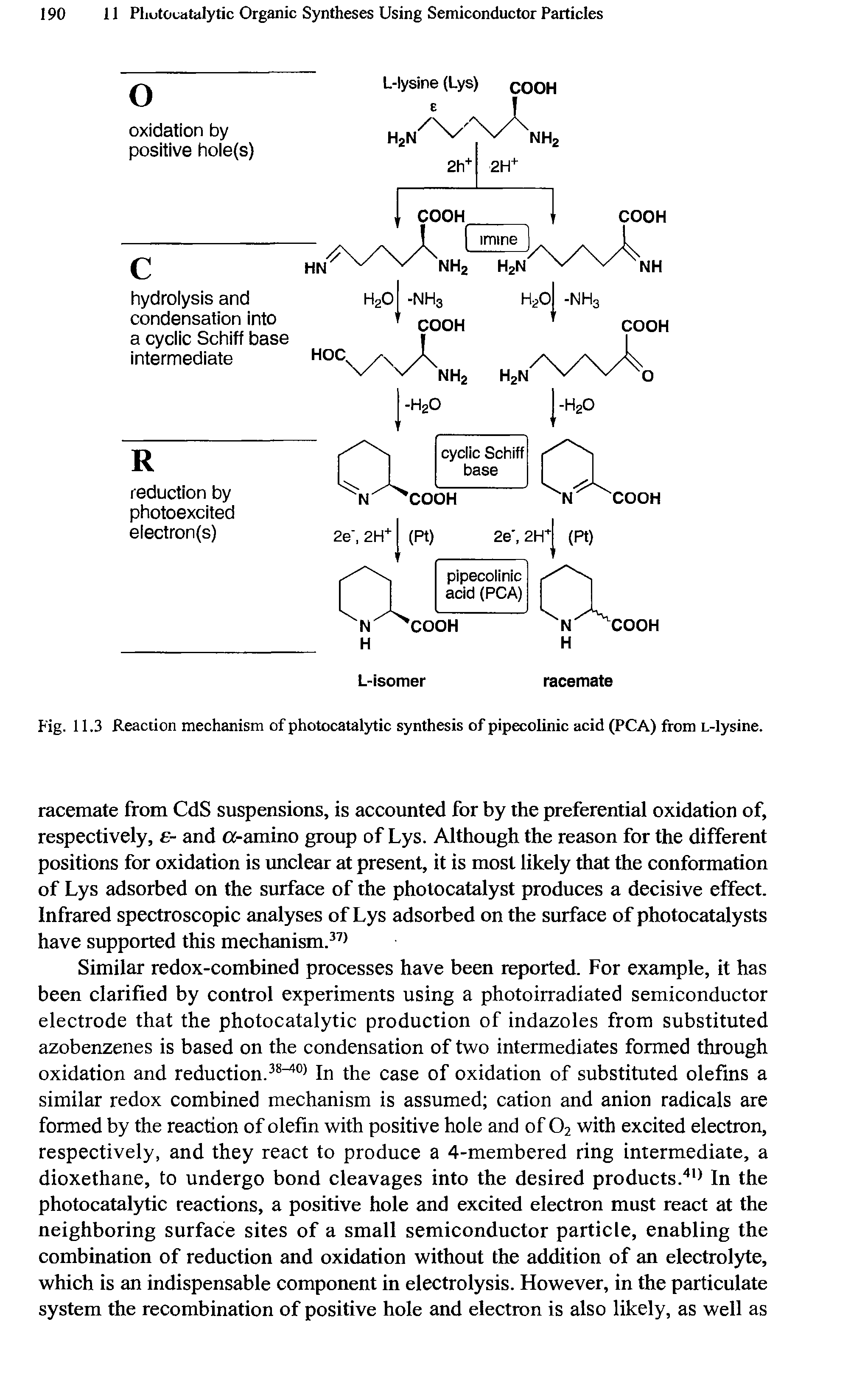 Fig. 11.3 Reaction mechanism of photocatalytic synthesis of pipecolinic acid (PCA) from L-lysine.