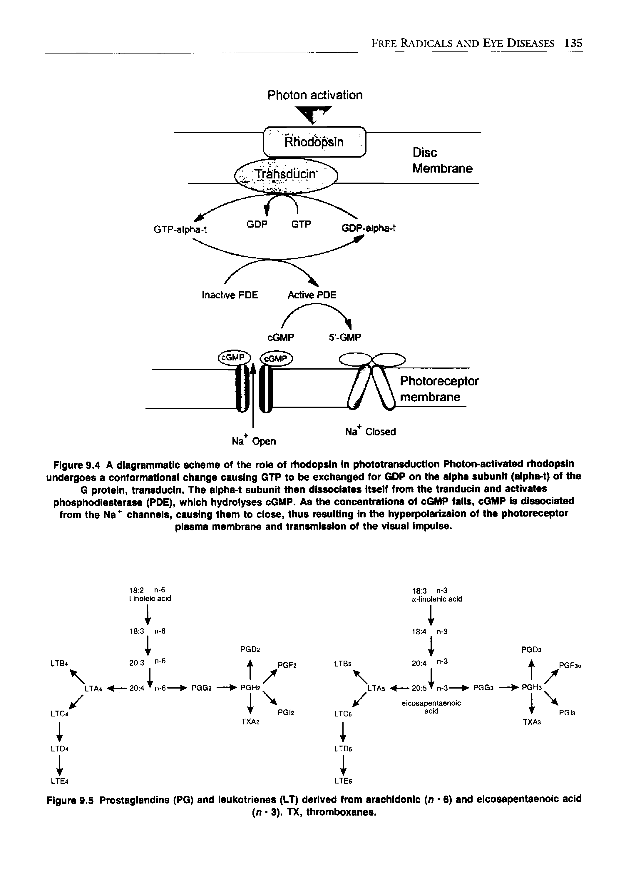 Figure 9.5 Prostaglandins (PG) and leukotrienes (LT) derived from arachidonic (n - 6) and eicosapentaenoic acid...