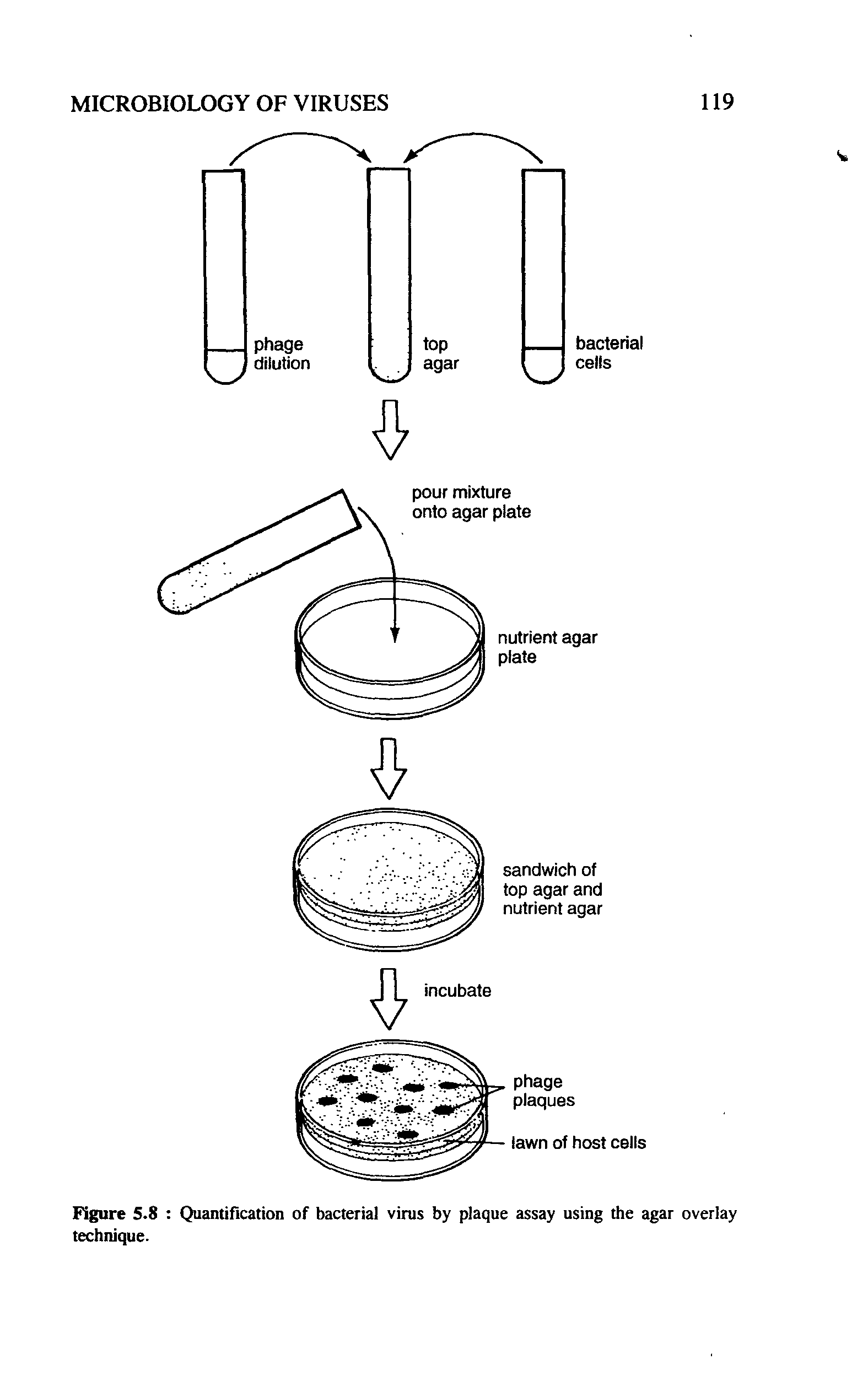 Figure 5.8 Quantification of bacterial virus by plaque assay using the agar overlay technique.