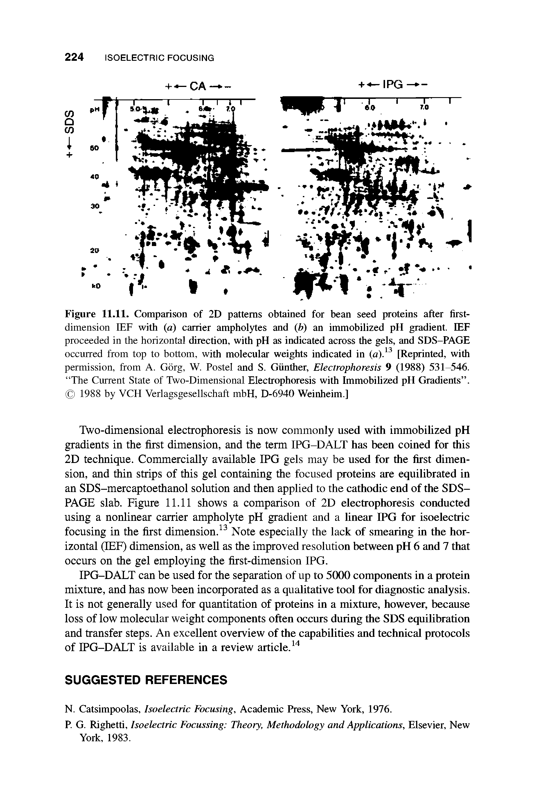 Figure 11.11. Comparison of 2D patterns obtained for bean seed proteins after first-dimension IEF with (a) carrier ampholytes and (b) an immobilized pH gradient. IEF proceeded in the horizontal direction, with pH as indicated across the gels, and SDS-PAGE occurred from top to bottom, with molecular weights indicated in (a).13 [Reprinted, with permission, from A. Gorg, W. Postel and S. Gunther, Electrophoresis 9 (1988) 531-546. The Current State of Two-Dimensional Electrophoresis with Immobilized pH Gradients . 1988 by VCH Verlagsgesellschaft mbH, D-6940 Weinheim.]...