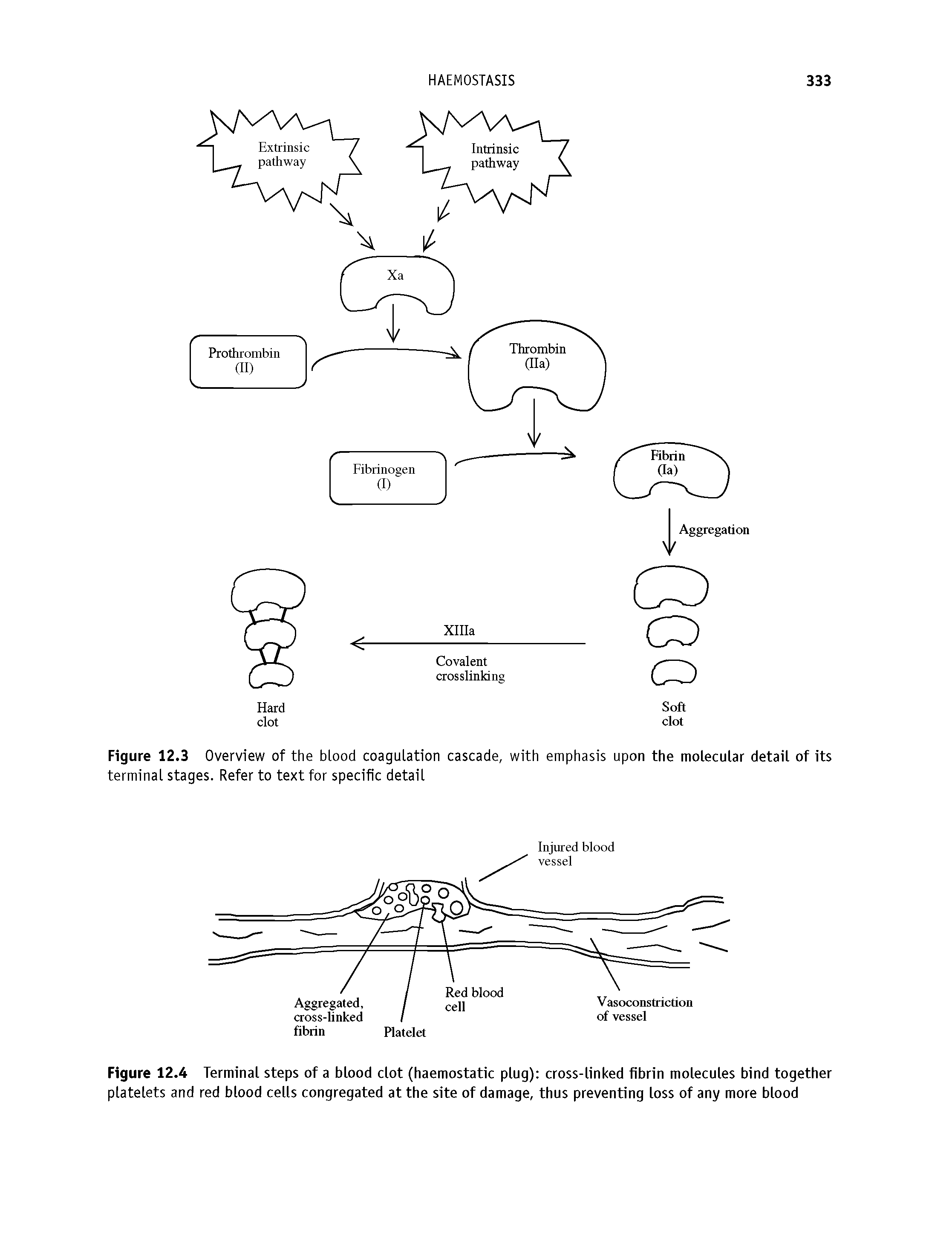 Figure 12.4 Terminal steps of a blood clot (haemostatic plug) cross-linked fibrin molecules bind together platelets and red blood cells congregated at the site of damage, thus preventing loss of any more blood...