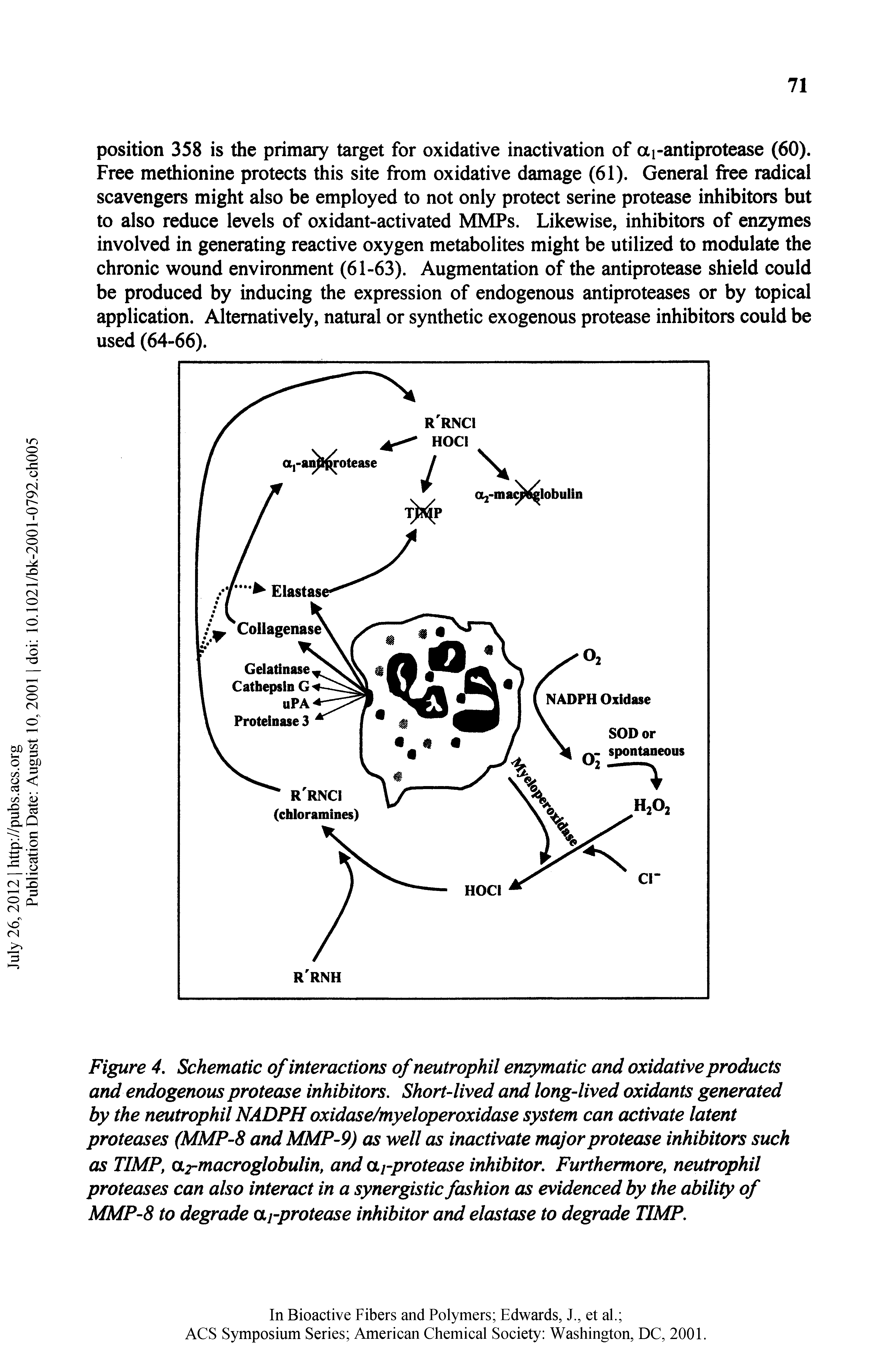 Figure 4, Schematic of interactions of neutrophil enzymatic and oxidative products and endogenous protease inhibitors. Short-lived and long-lived oxidants generated by the neutrophil NADPH oxidase/myeloperoxidase system can activate latent proteases (MMP-S and MMP-9) as well as inactivate major protease inhibitors such as TIMP, armacroglobulin, and aj-protease inhibitor. Furthermore, neutrophil proteases can also interact in a synergistic fashion as evidenced by the ability of MMP-8 to degrade aj-protease inhibitor and elastase to degrade TIMP.