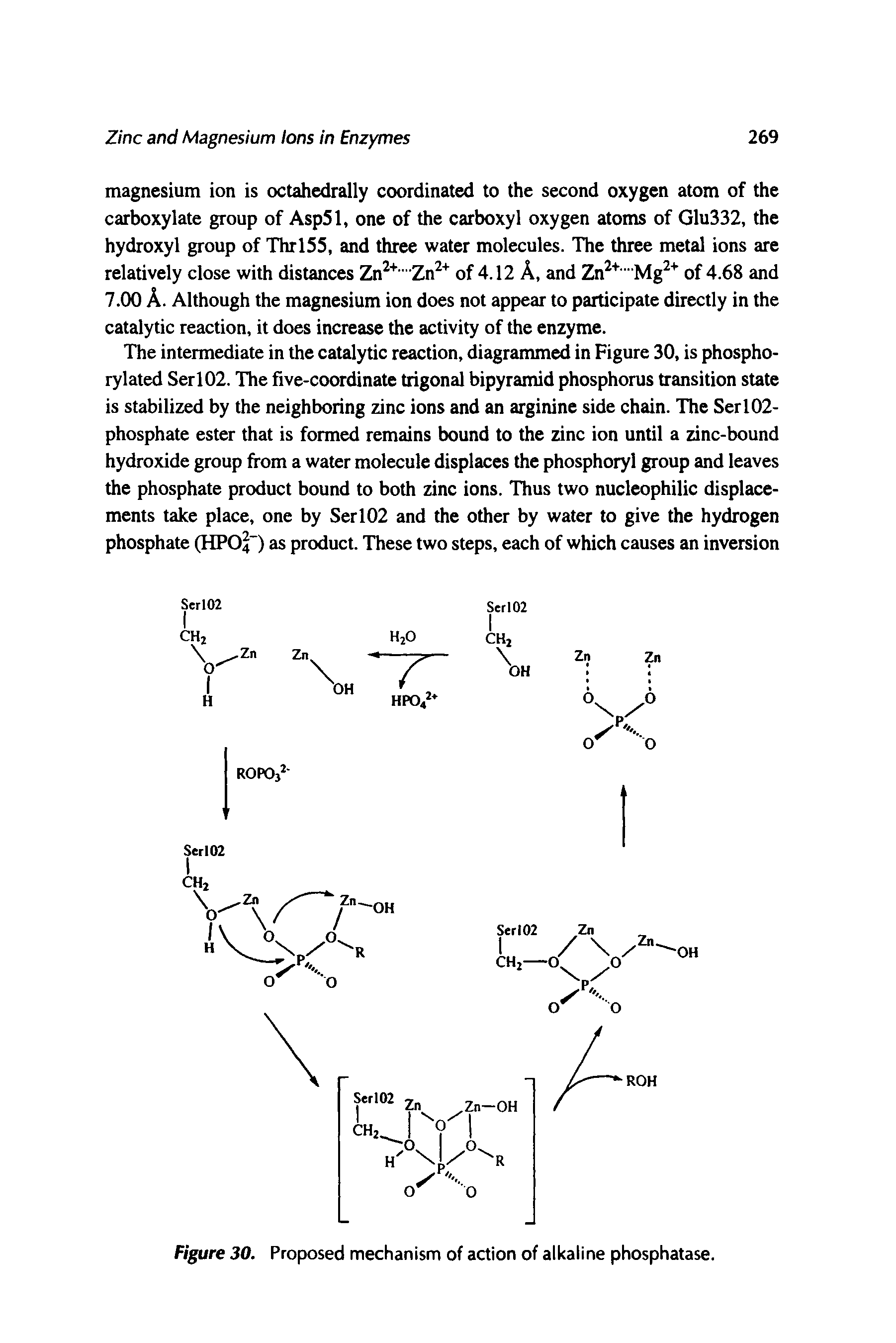 Figure 30. Proposed mechanism of action of alkaline phosphatase.