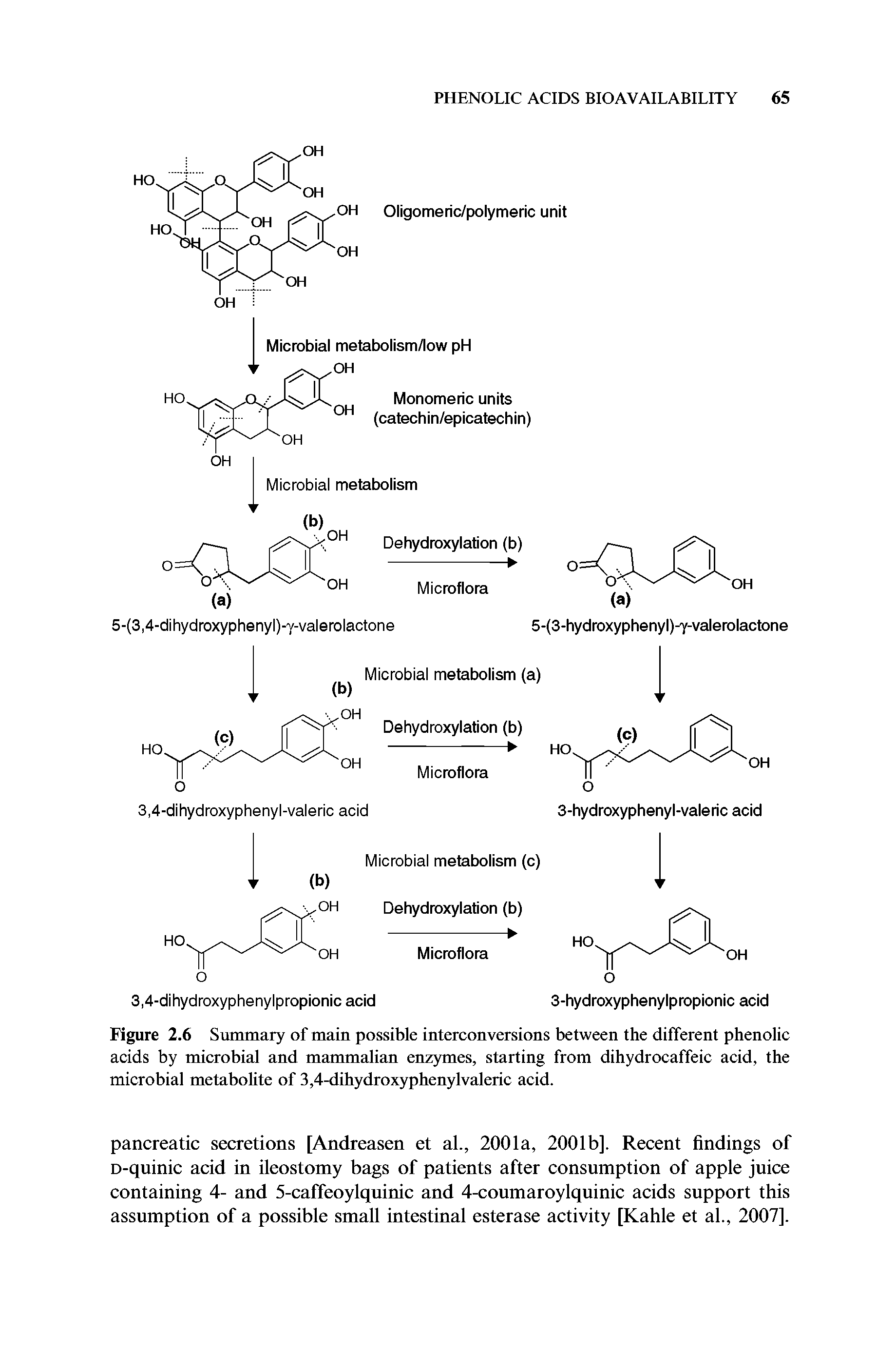 Figure 2.6 Summary of main possible interconversions between the different phenolic acids by microbial and mammalian enzymes, starting from dihydrocaffeic acid, the microbial metabolite of 3,4-dihydroxyphenylvaleric acid.