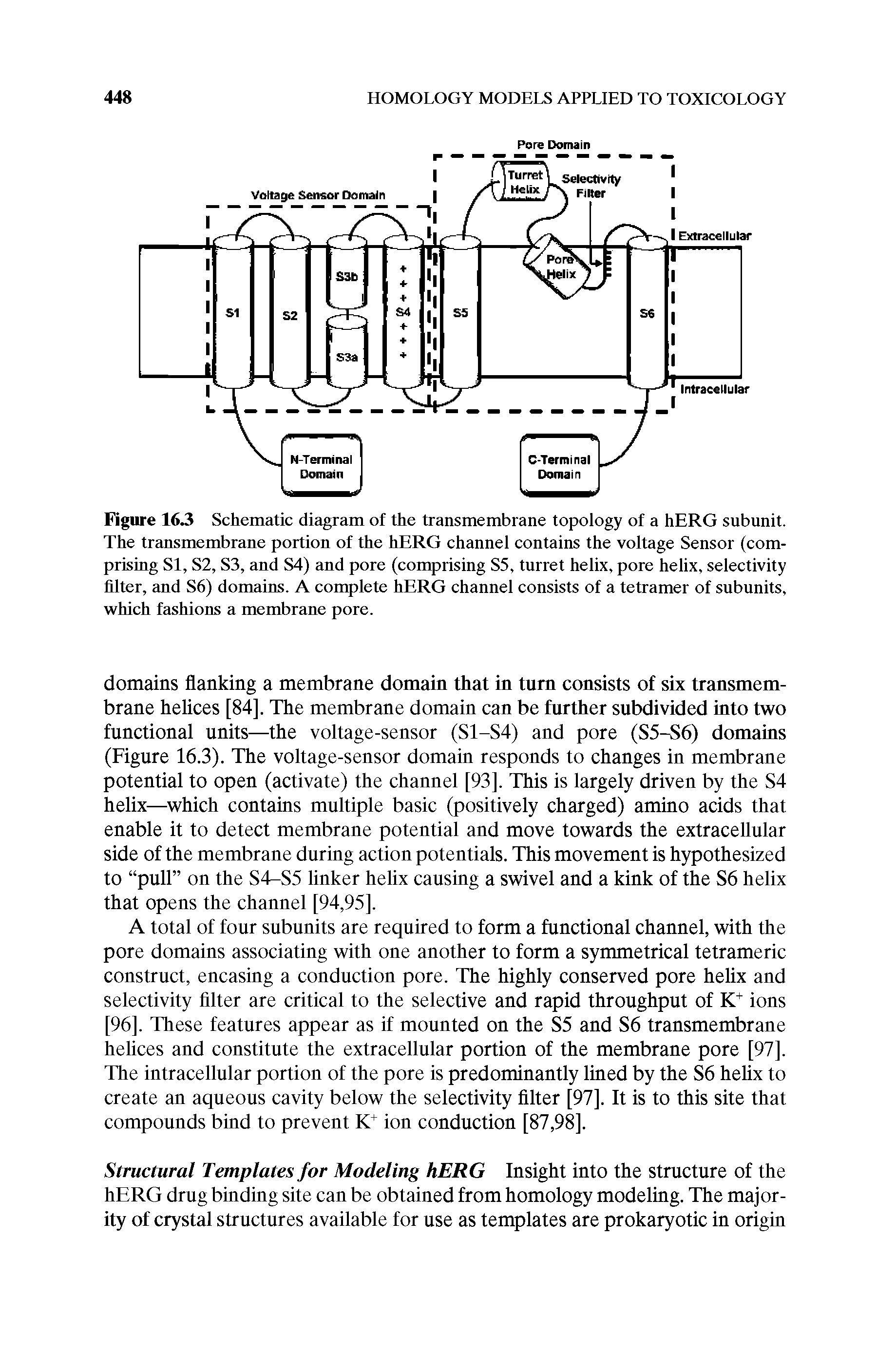 Figure 163 Schematic diagram of the transmembrane topology of a hERG subunit. The transmembrane portion of the hERG channel contains the voltage Sensor (comprising SI, S2, S3, and S4) and pore (comprising S5, turret helix, pore helix, selectivity filter, and S6) domains. A complete hERG channel consists of a tetramer of subunits, which fashions a membrane pore.