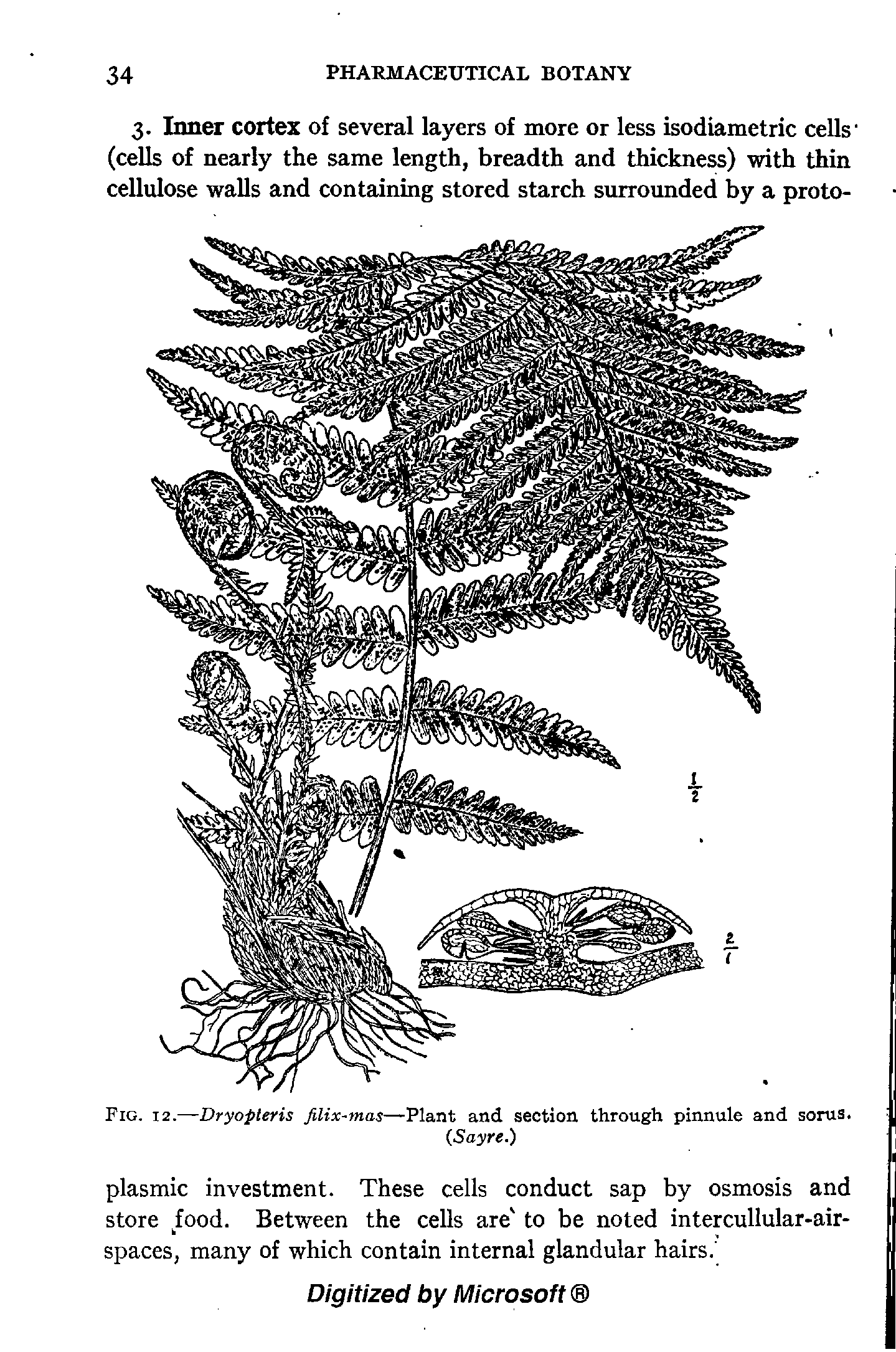Fig. 12.—Dryopteris filix-mas—Plant and section through pinnule and sorus.