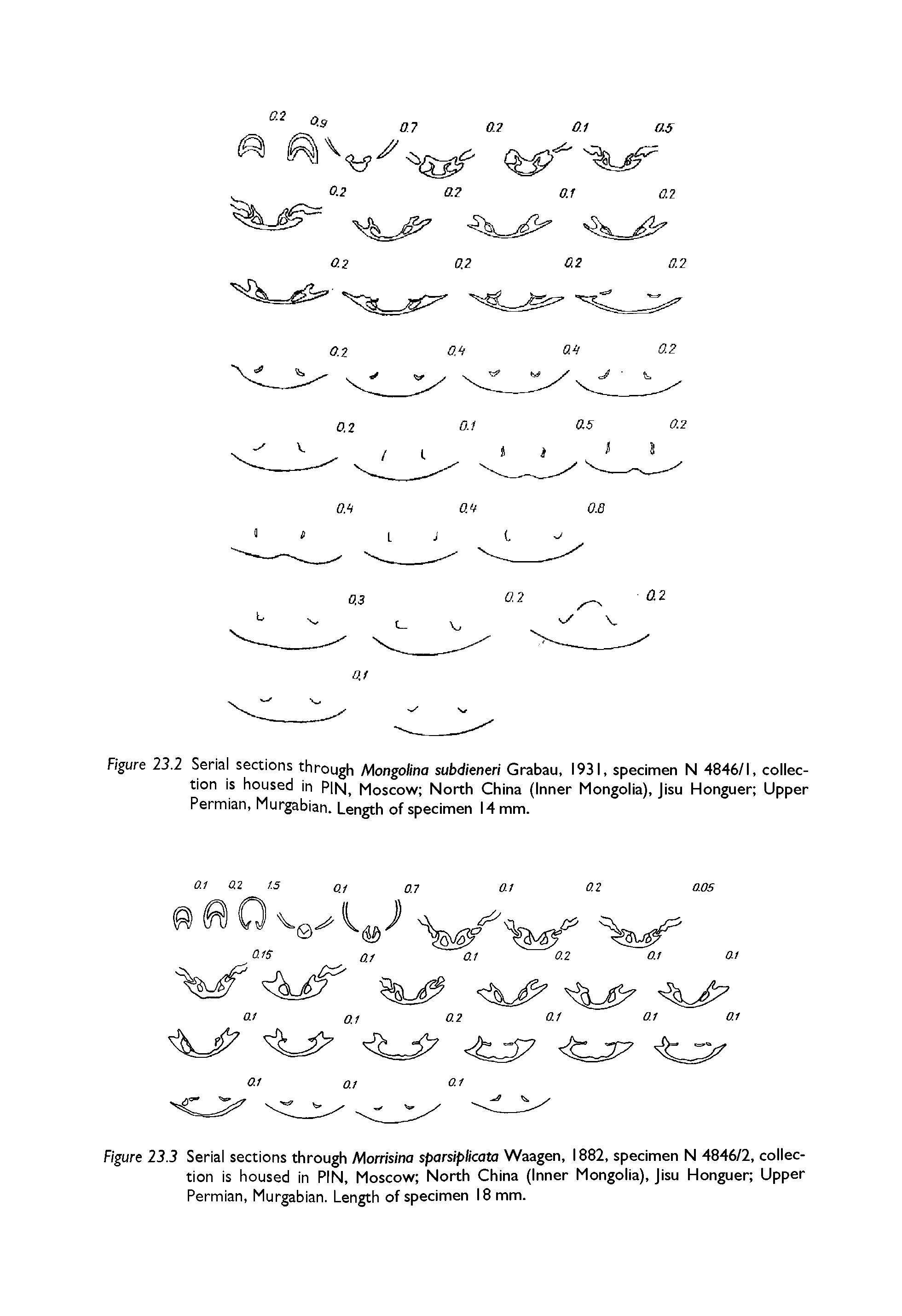 Figure 23.2 Serial sections through Mongolina subdieneri Grabau, 1931, specimen N 4846/1, collection is housed in PIN, Moscow North China (Inner Mongolia), Jisu Honguer Upper Permian, Murgabian. Length of specimen 14 mm.