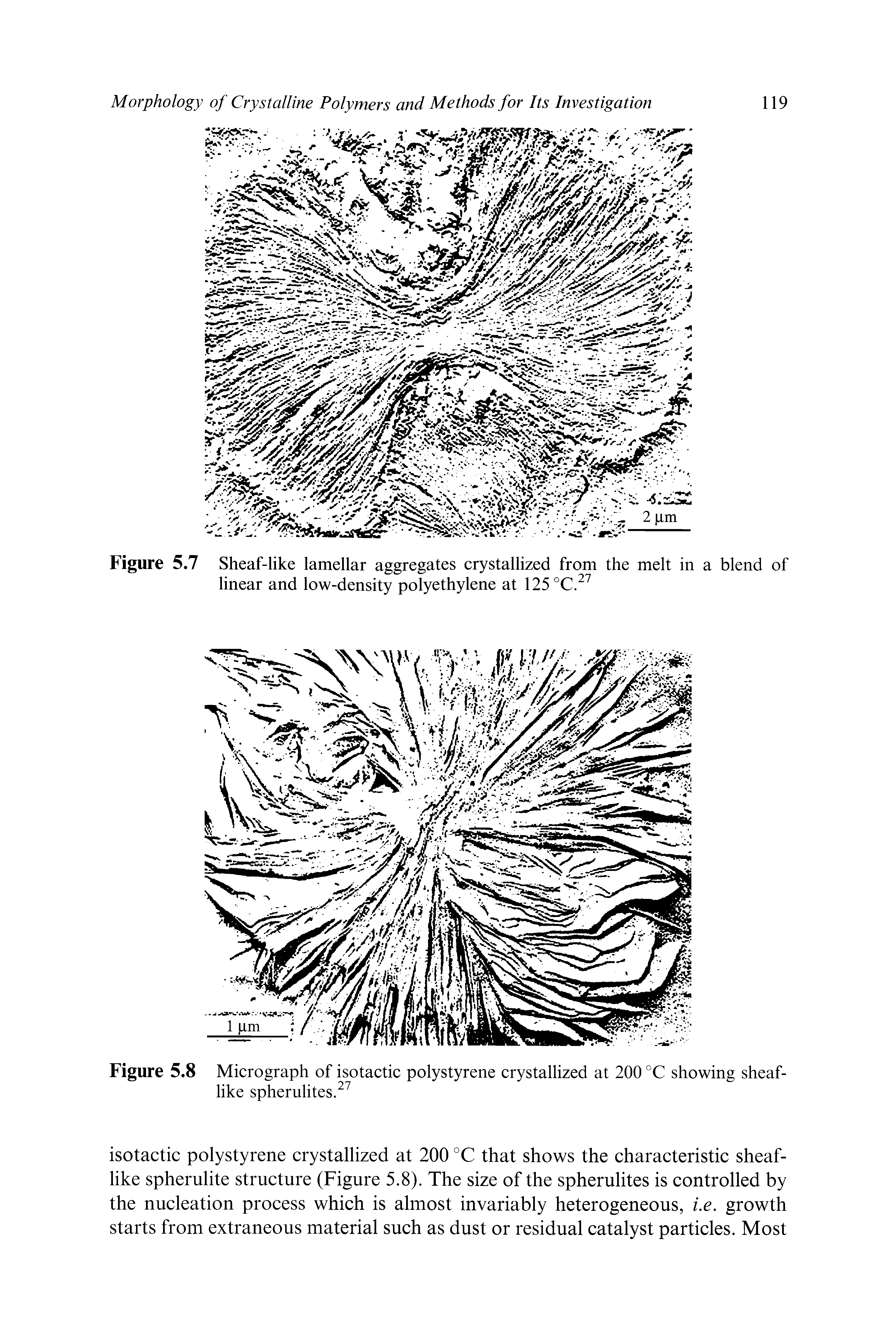 Figure 5.8 Micrograph of isotactic polystyrene crystallized at 200 °C showing sheaflike spherulites. ...