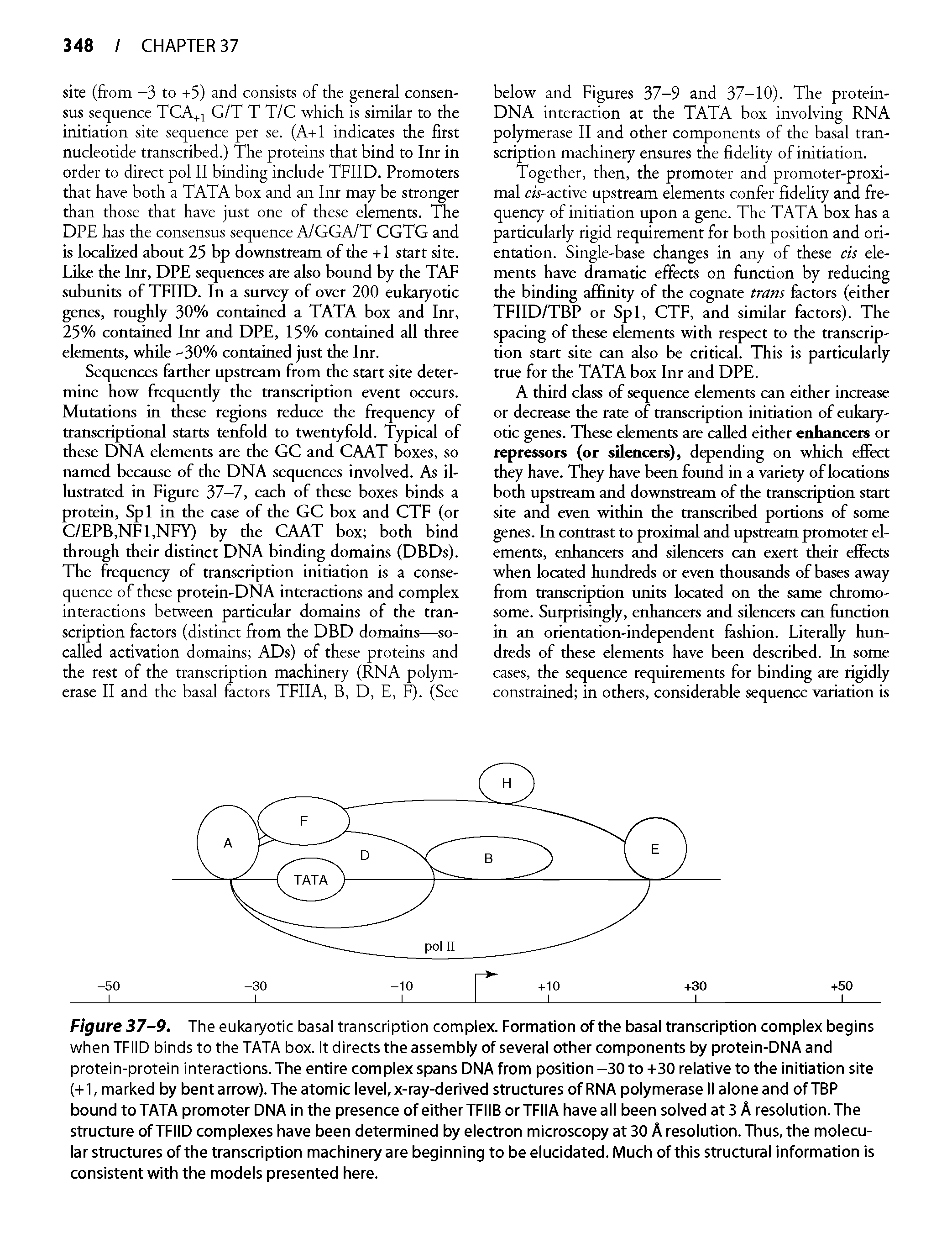 Figure 37-9. The eukaryotic basal transcription complex. Formation of the basal transcription complex begins when TFIID binds to the TATA box. It directs the assembly of several other components by protein-DNA and protein-protein interactions. The entire complex spans DNA from position -30 to +30 relative to the initiation site (+1, marked by bent arrow). The atomic level, x-ray-derived structures of RNA polymerase II alone and ofTBP bound to TATA promoter DNA in the presence of either TFIIB or TFIIA have all been solved at 3 A resolution. The structure of TFIID complexes have been determined by electron microscopy at 30 A resolution. Thus, the molecular structures of the transcription machinery are beginning to be elucidated. Much of this structural information is consistent with the models presented here.