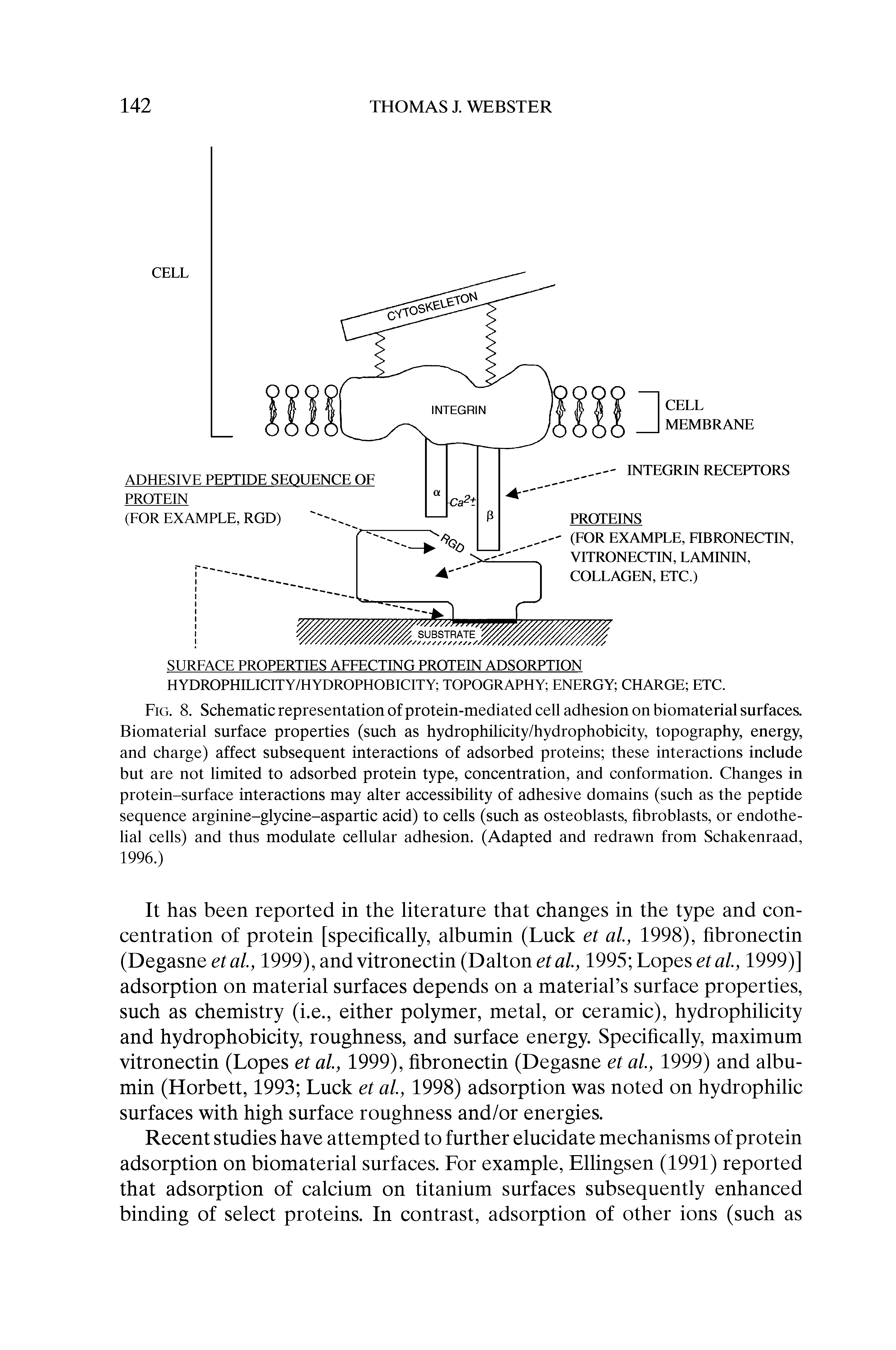 Fig. 8. Schematic representation of protein-mediated cell adhesion on biomaterial surfaces. Biomaterial surface properties (such as hydrophilicity/hydrophobicity, topography, energy, and charge) affect subsequent interactions of adsorbed proteins these interactions include but are not limited to adsorbed protein type, concentration, and conformation. Changes in protein-surface interactions may alter accessibility of adhesive domains (such as the peptide sequence arginine-glycine-aspartic acid) to cells (such as osteoblasts, fibroblasts, or endothelial cells) and thus modulate cellular adhesion. (Adapted and redrawn from Schakenraad, 1996.)...