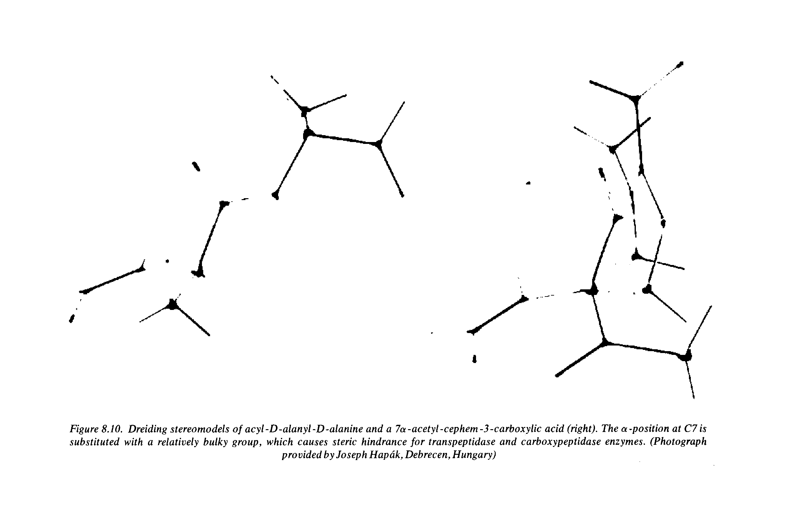 Figure 8.10. Dreiding stereomodels of acyl-D-alanyl-D-alanine and a 7a-acetyl-cephem-3-carboxylic acid (right). The a-position at C7 is substituted with a relatively bulky group, which causes steric hindrance for transpeptidase and carboxypeptidase enzymes. (Photograph...