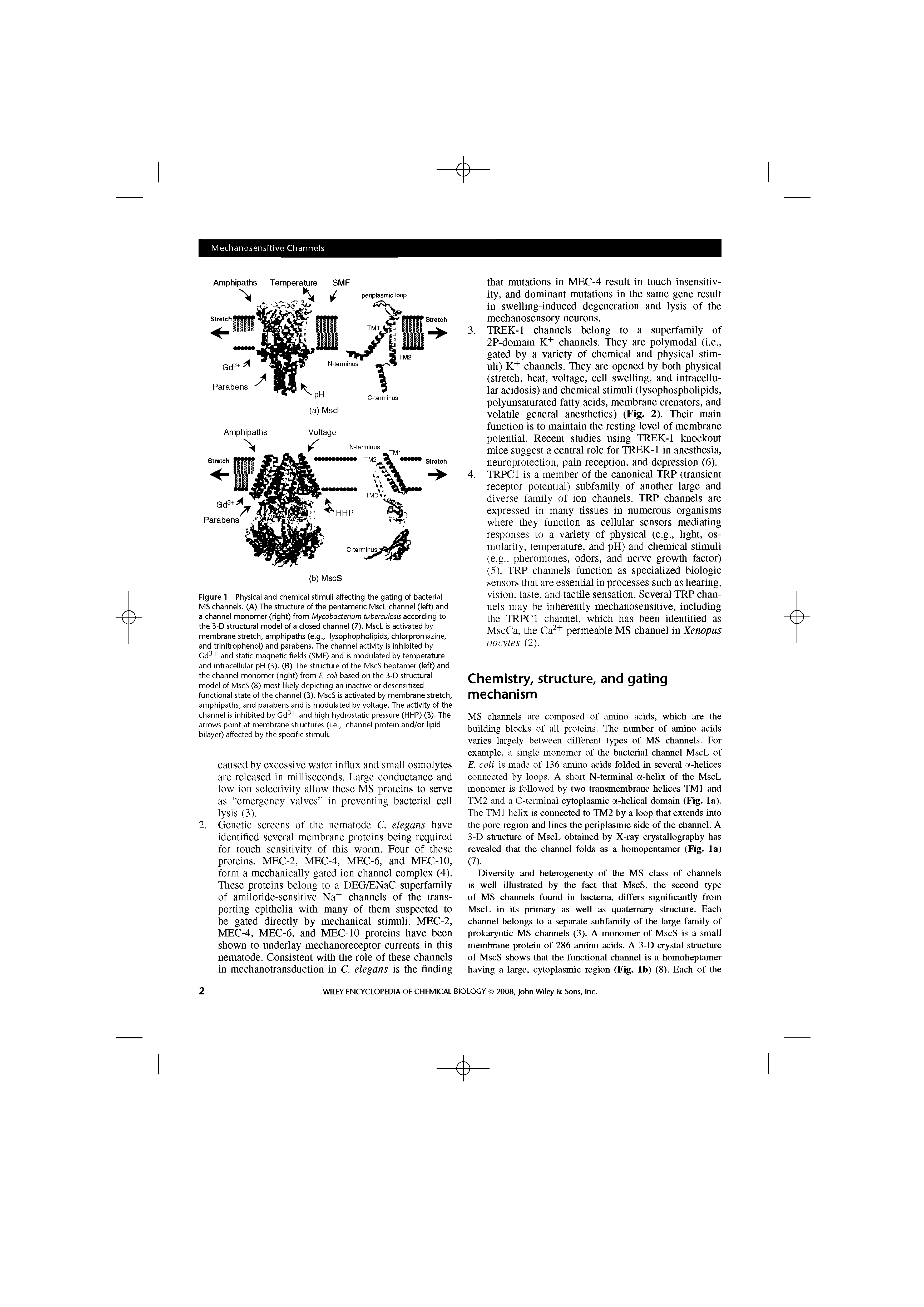 Figure 1 Physical and chemical stimuli affecting the gating of bacterial MS channels. (A) The structure of the pentameric MscL channel (left) and a channel monomer (right) from Mycobacterium tuberculosis according to the 3-D structural model of a closed channel (7). MscL is activated by membrane stretch, amphipaths (e.g., lysophopholipids, chlorpromazine, and trinitrophenol) and parabens. The channel activity is inhibited by Gd + and static magnetic fields (SMF) and is modulated by temperature and intracellular pH (3). (B) The structure of the MscS heptamer (left) and the channel monomer (right) from E. coli based on the 3-D structural model of MscS (8) most likely depicting an inactive or desensitized functional state of the channel (3). MscS is activated by membrane stretch, amphipaths, and parabens and is modulated by voltage. The activity of the channel is inhibited by Gd + and high hydrostatic pressure (HHP) (3). The arrows point at membrane structures (i.e., channel protein and/or lipid bilayer) affected by the specific stimuli.