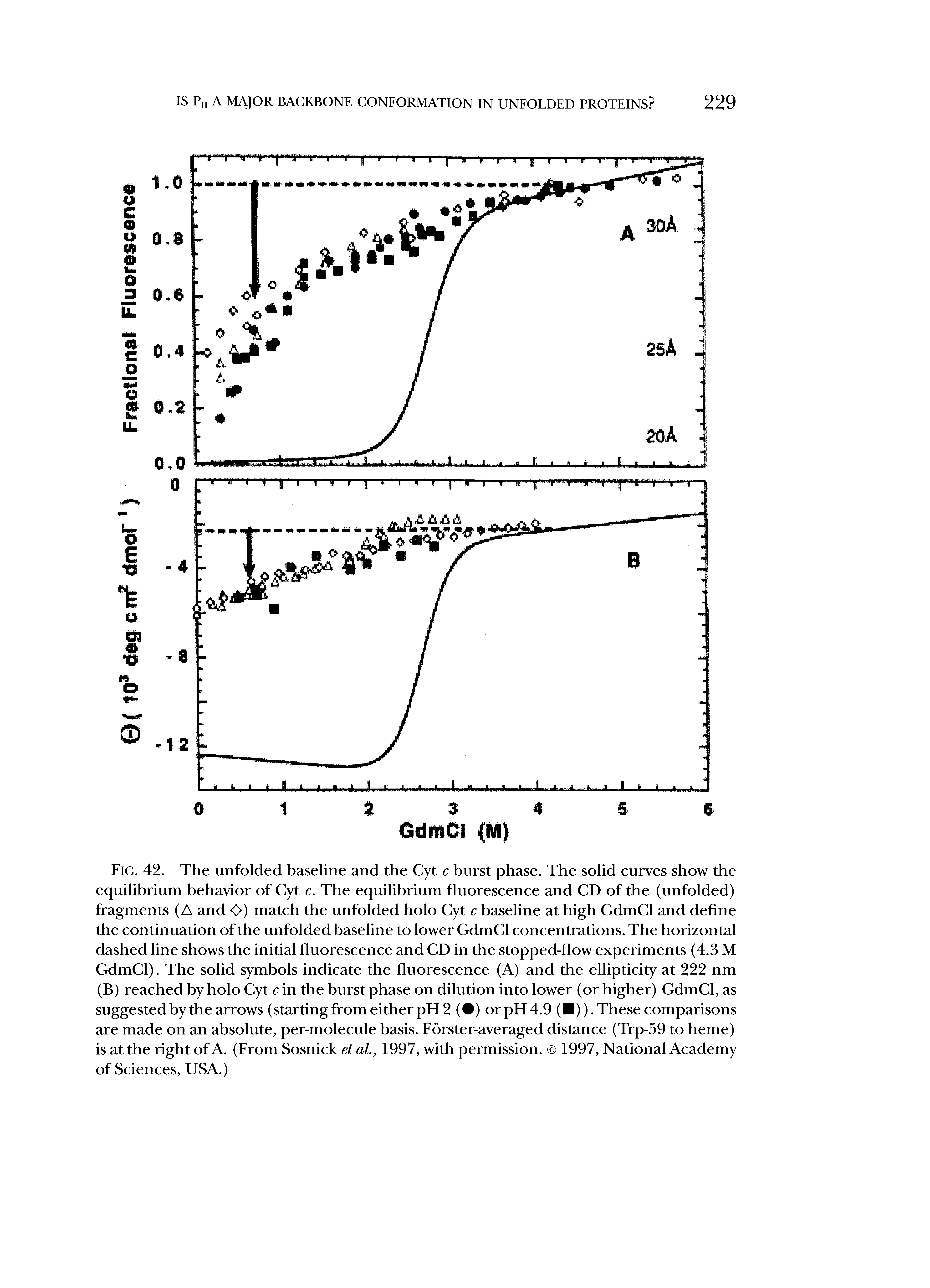 Fig. 42. The unfolded baseline and the Cyt c burst phase. The solid curves show the equilibrium behavior of Cyt c. The equilibrium fluorescence and CD of the (unfolded) fragments (A and <>) match the unfolded holo Cyt c baseline at high GdmCl and define the continuation of the unfolded baseline to lower GdmCl concentrations. The horizontal dashed line shows the initial fluorescence and CD in the stopped-flow experiments (4.3 M GdmCl). The solid symbols indicate the fluorescence (A) and the ellipticity at 222 nm (B) reached by holo Cyt c in the burst phase on dilution into lower (or higher) GdmCl, as suggested by the arrows (starting from either pH 2 ( ) or pH 4.9 ( )). These comparisons are made on an absolute, per-molecule basis. Forster-averaged distance (Trp-59 to heme) is at the right of A. (From Sosnick et al., 1997, with permission. 1997, National Academy of Sciences, USA.)...