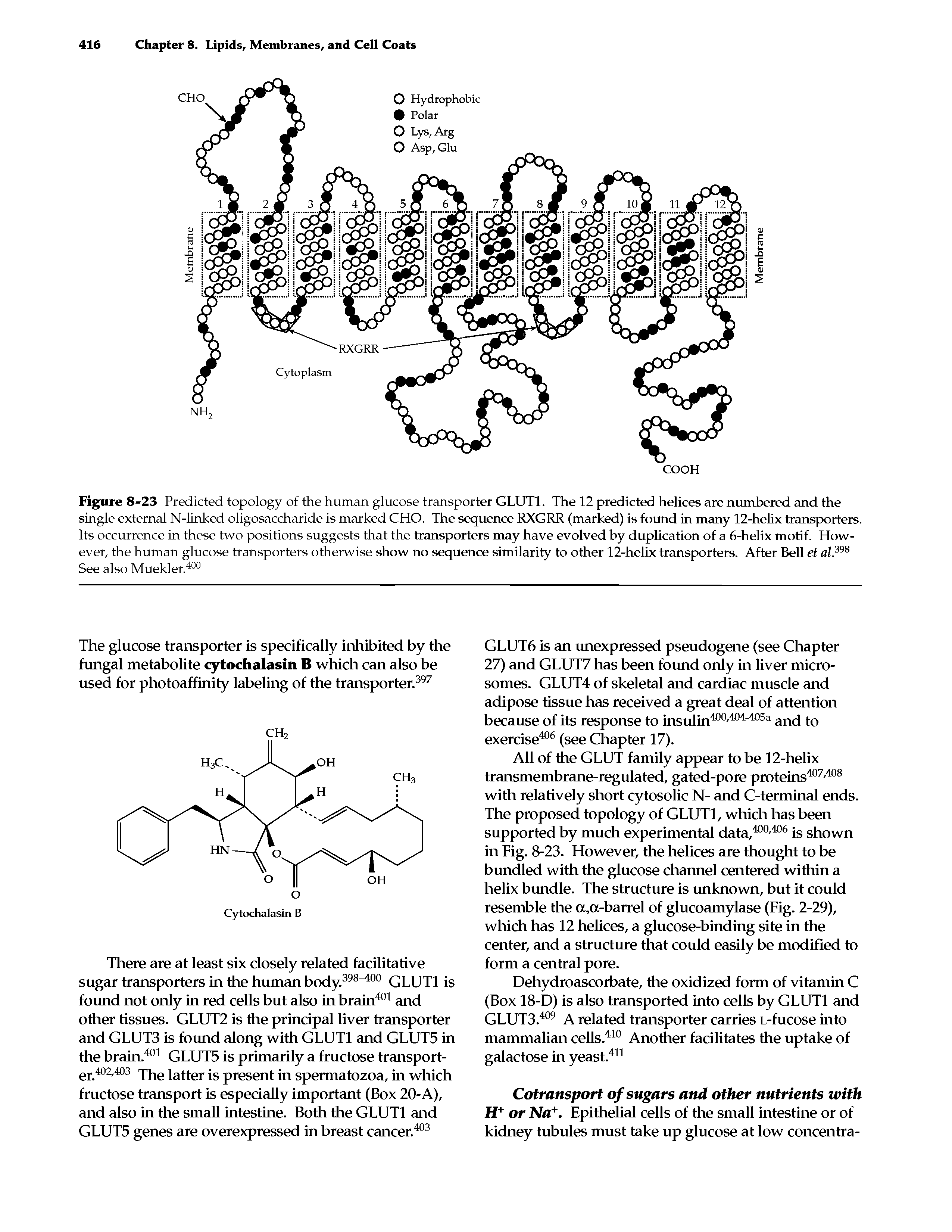 Figure 8-23 Predicted topology of the human glucose transporter GLUT1. The 12 predicted helices are numbered and the single external N-linked oligosaccharide is marked CHO. The sequence RXGRR (marked) is found in many 12-helix transporters. Its occurrence in these two positions suggests that the transporters may have evolved by duplication of a 6-helix motif. However, the human glucose transporters otherwise show no sequence similarity to other 12-helix transporters. After Bell et al.398...