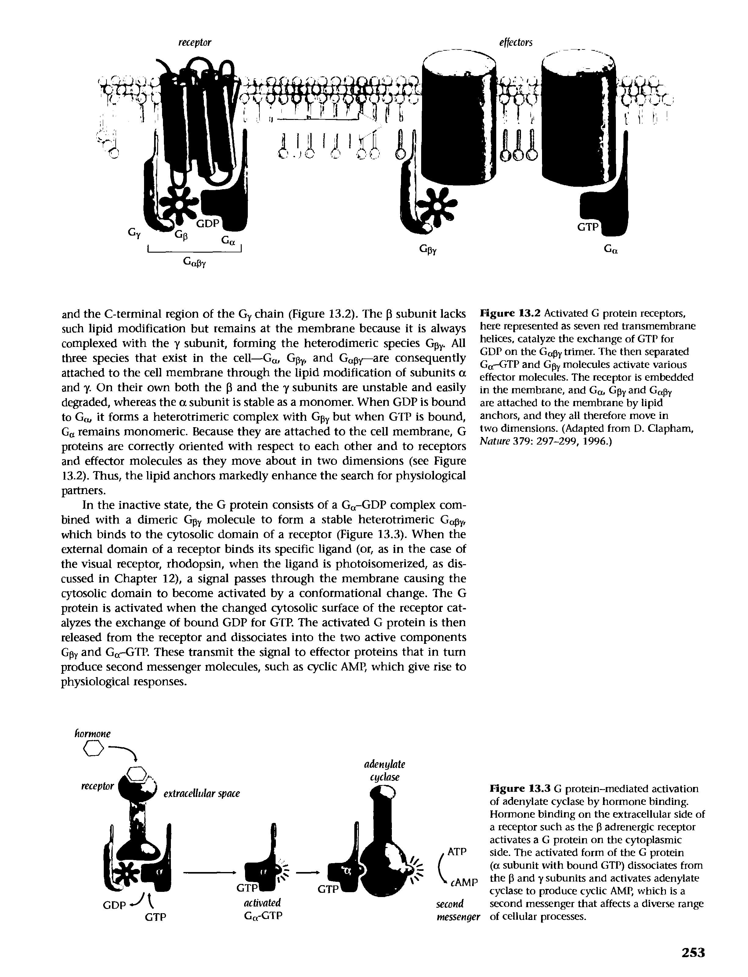 Figure 13.2 Activated G protein receptors, here represented as seven red transmembrane helices, catalyze the exchange of GTP for GDP on the Gapy trimer. The then separated Ga-GTP and Gpy molecules activate various effector molecules. The receptor is embedded in the membrane, and Ga, Gpy and G py are attached to the membrane by lipid anchors, and they all therefore move in two dimensions. (Adapted from D. Clapham, Nature 379 297-299, 1996.)...