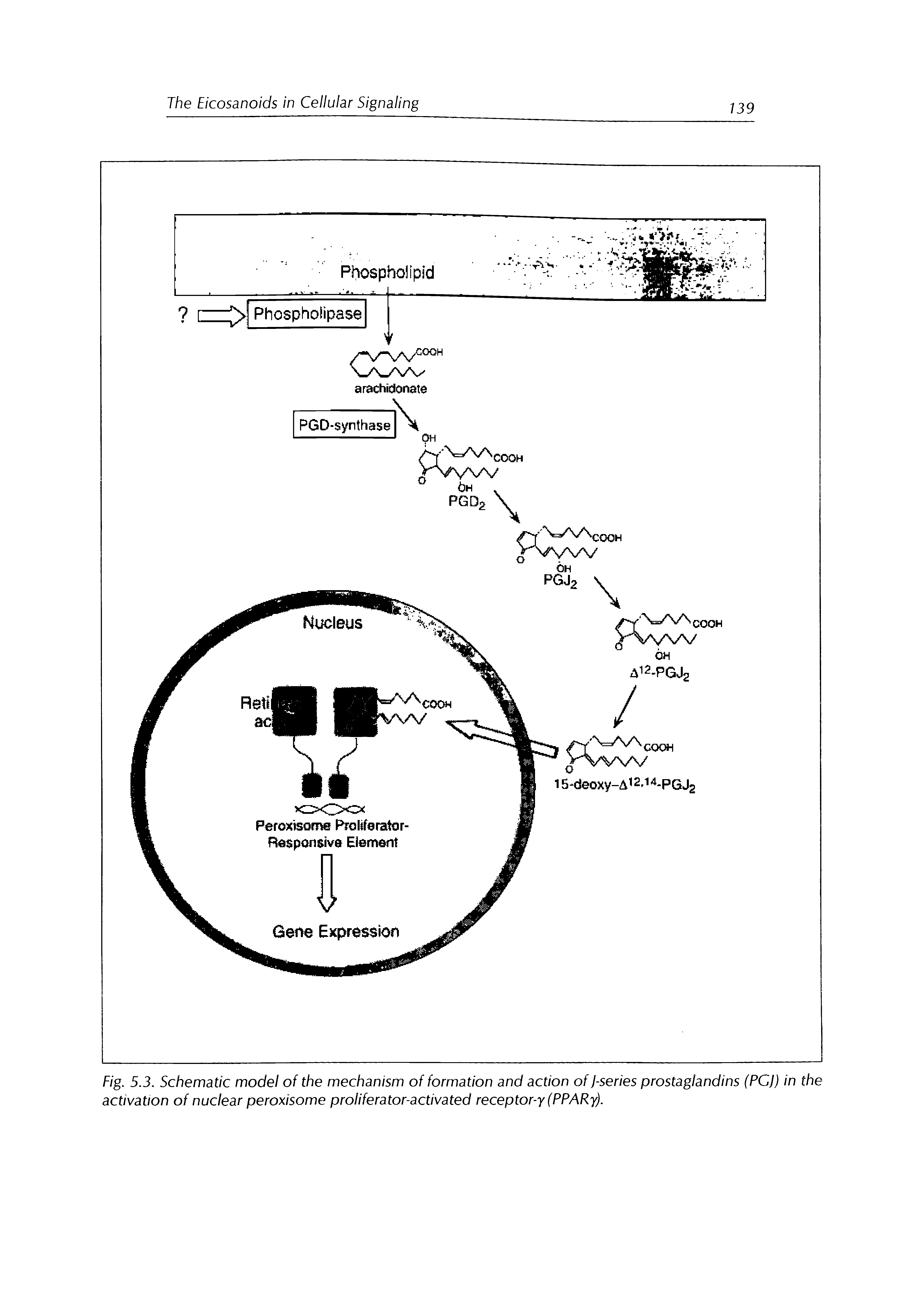 Fig. 5.3. Schematic model of the mechanism of formation and action of J-series prostaglandins (PGJ) in the activation of nuclear peroxisome proliferator-activated receptor-y (PPARy).