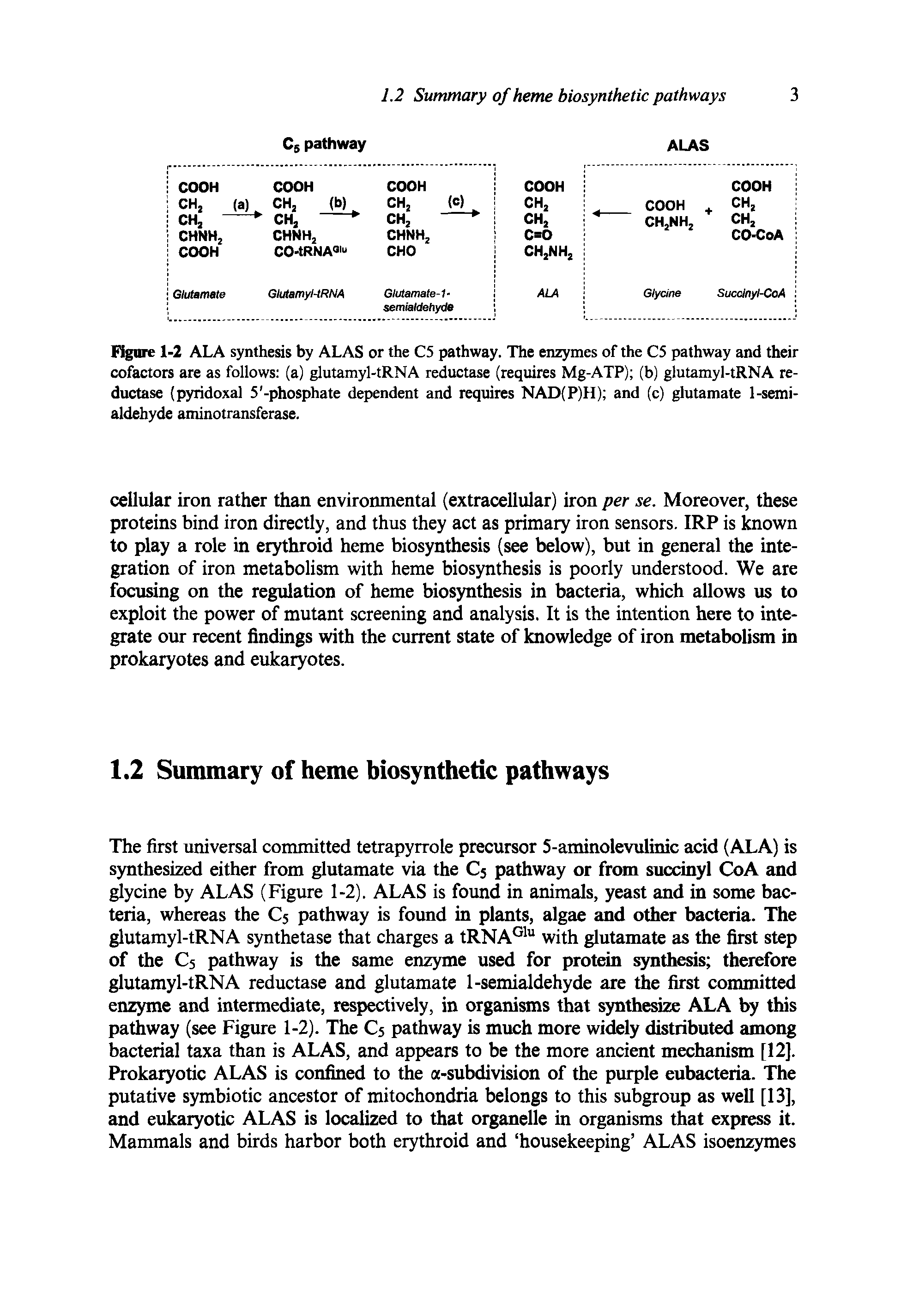 Figure 1-2 ALA synthesis by ALAS or the C5 pathway. The enzymes of the C5 pathway and their cofactors are as follows (a) glutamyl-tRNA reductase (requires Mg-ATP) (b) glutamyl-tRNA reductase (pyridoxal 5 -phosphate dependent and requires NAD(P)H) and (c) glutamate 1-semialdehyde aminotransferase.