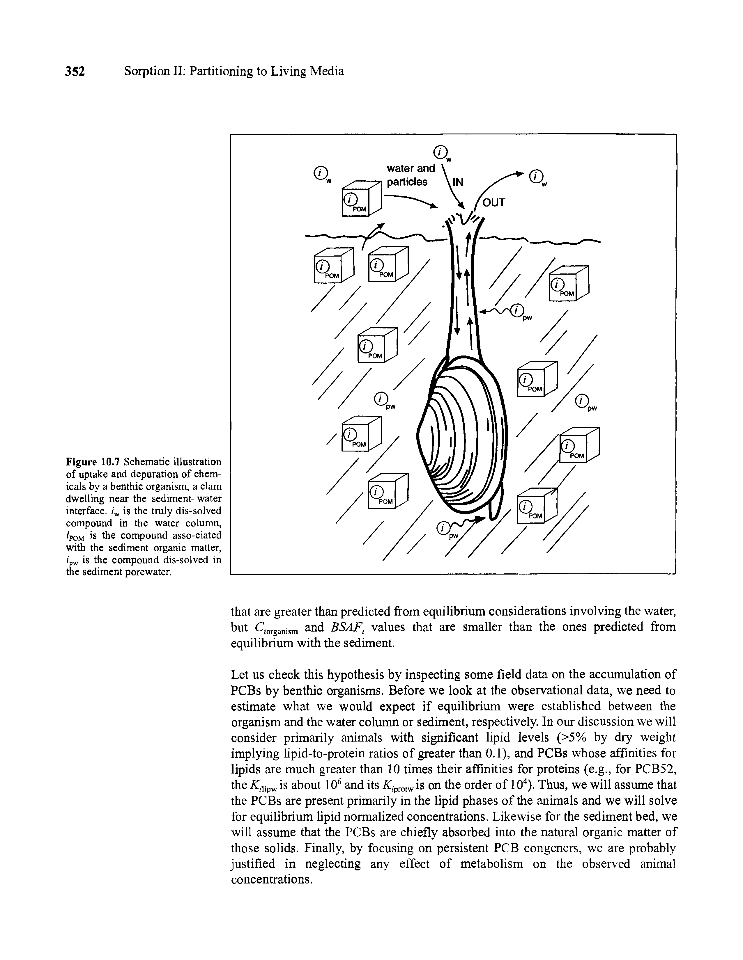 Figure 10.7 Schematic illustration of uptake and depuration of chemicals by a benthic organism, a clam dwelling near the sediment-water interface. iw is the truly dis-solved compound in the water column, ipom is the compound asso-ciated with the sediment organic matter, ipw is the compound dis-solved in the sediment porewater.