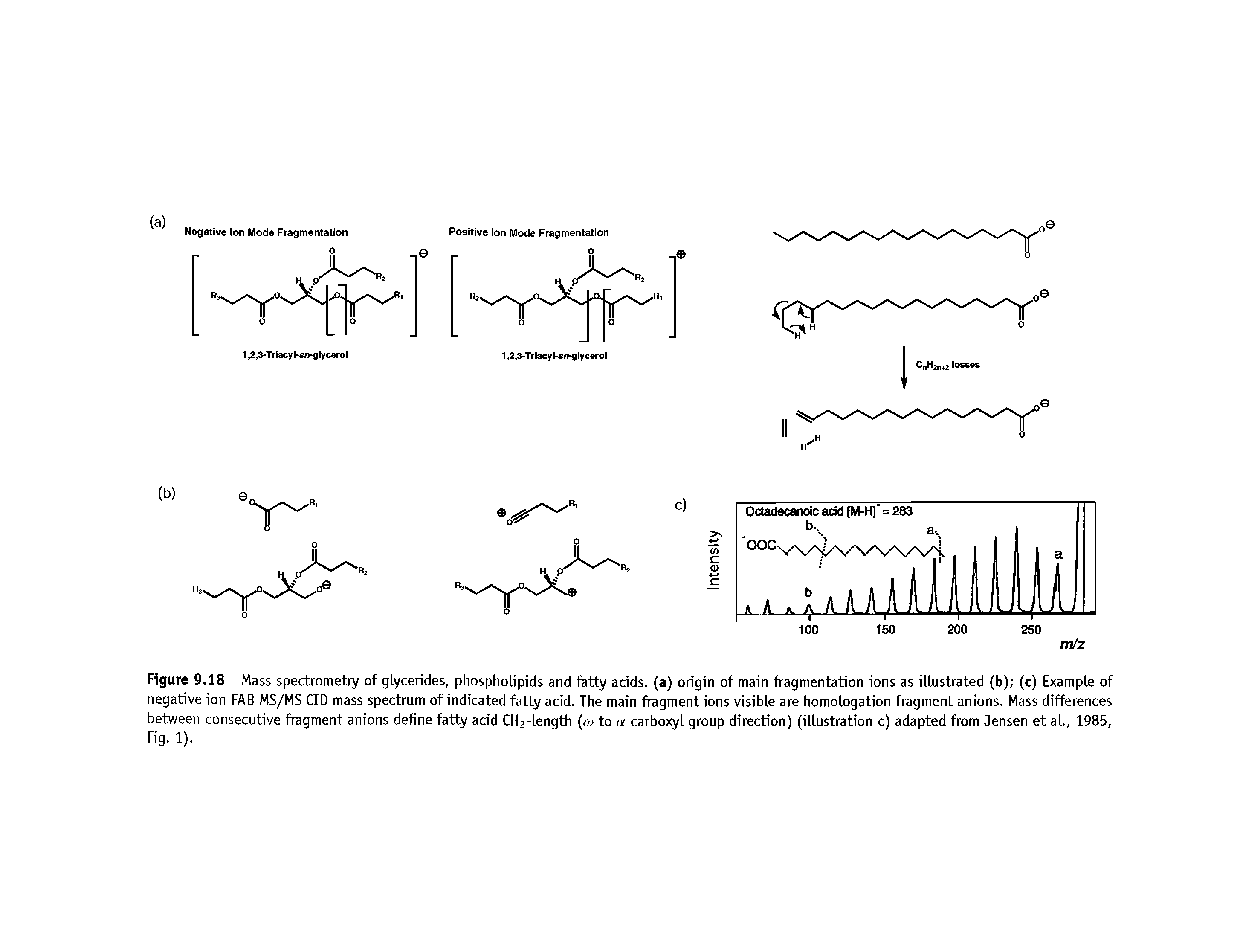 Figure 9.18 Mass spectrometry of glycerides, phospholipids and fatty adds, (a) origin of main fragmentation ions as illustrated (b) (c) Example of negative ion FAB MS/MS CID mass spectrum of indicated fatty acid. The main fragment ions visible are homologation fragment anions. Mass differences between consecutive fragment anions define fatty acid CH2-length (<w to a carboxyl group direction) (illustration c) adapted from Jensen et al., 1985, Fig. 1).