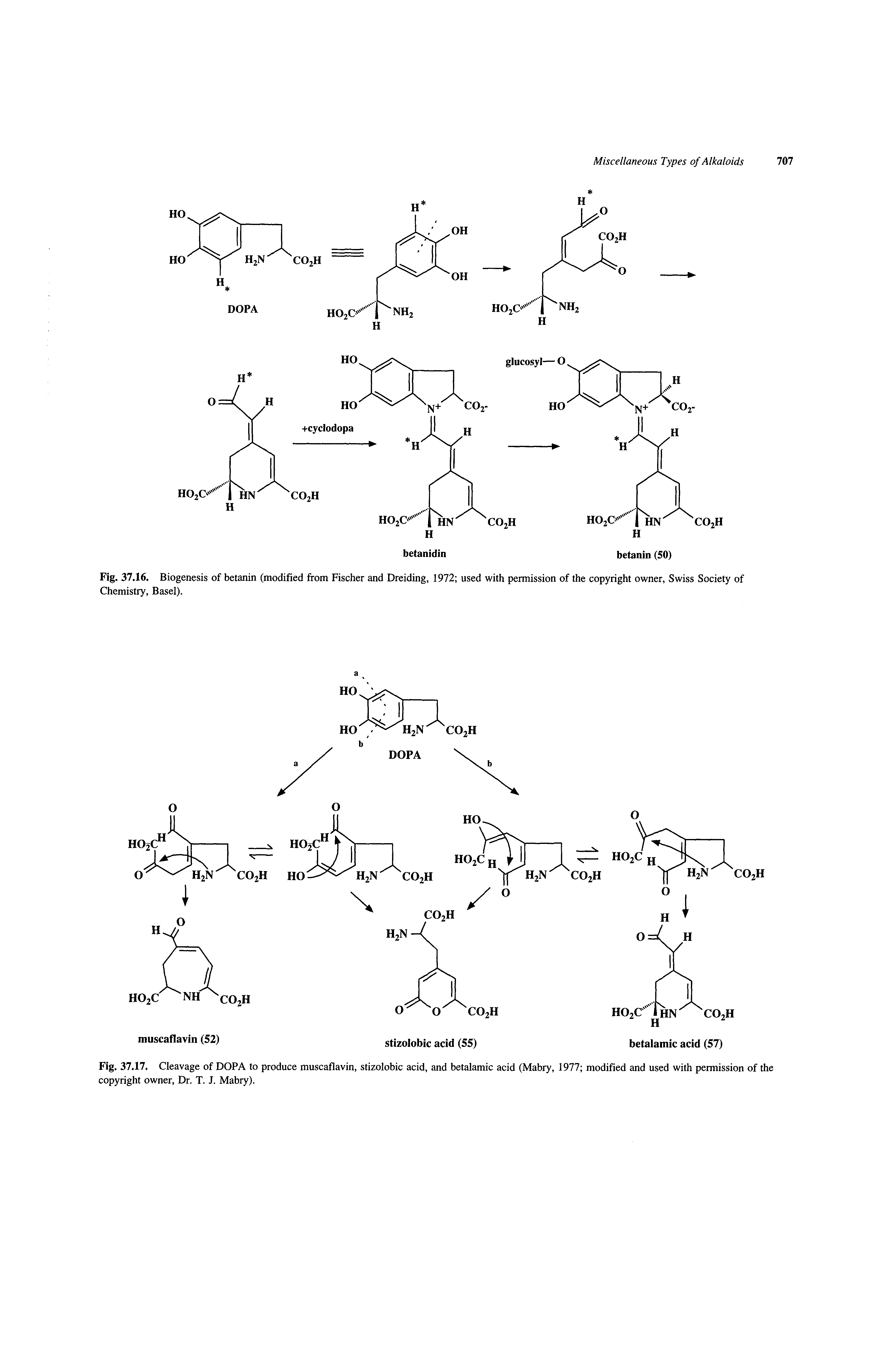 Fig. 37.17. Cleavage of DOPA to produce muscaflavin, stizolobic acid, and betalamic acid (Mabry, 1977 modified and used with permission of the copyright owner, Dr. T. J. Mabry).