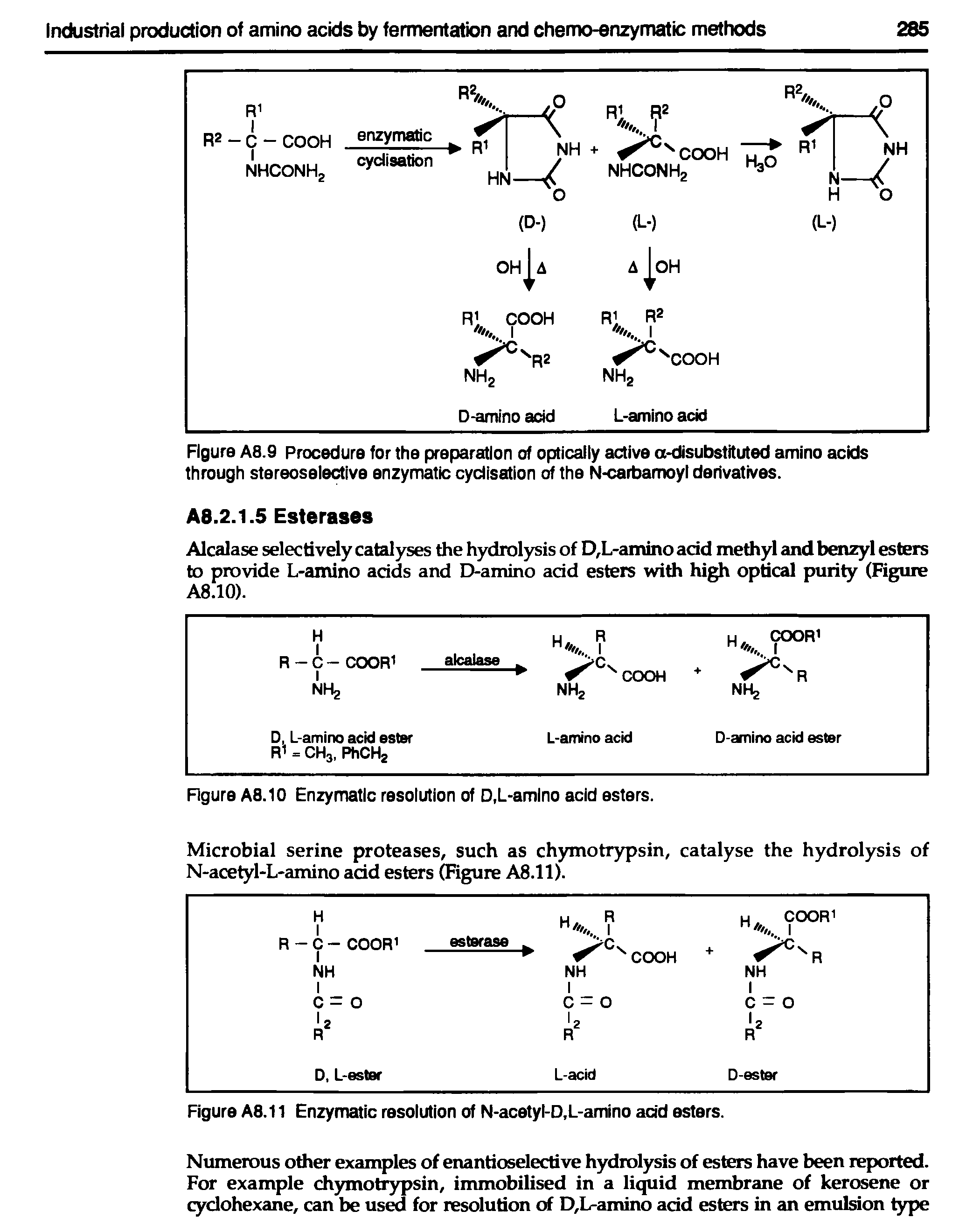 Figure A8.11 Enzymatic resolution of N-acetyl-D,L-amino add esters.